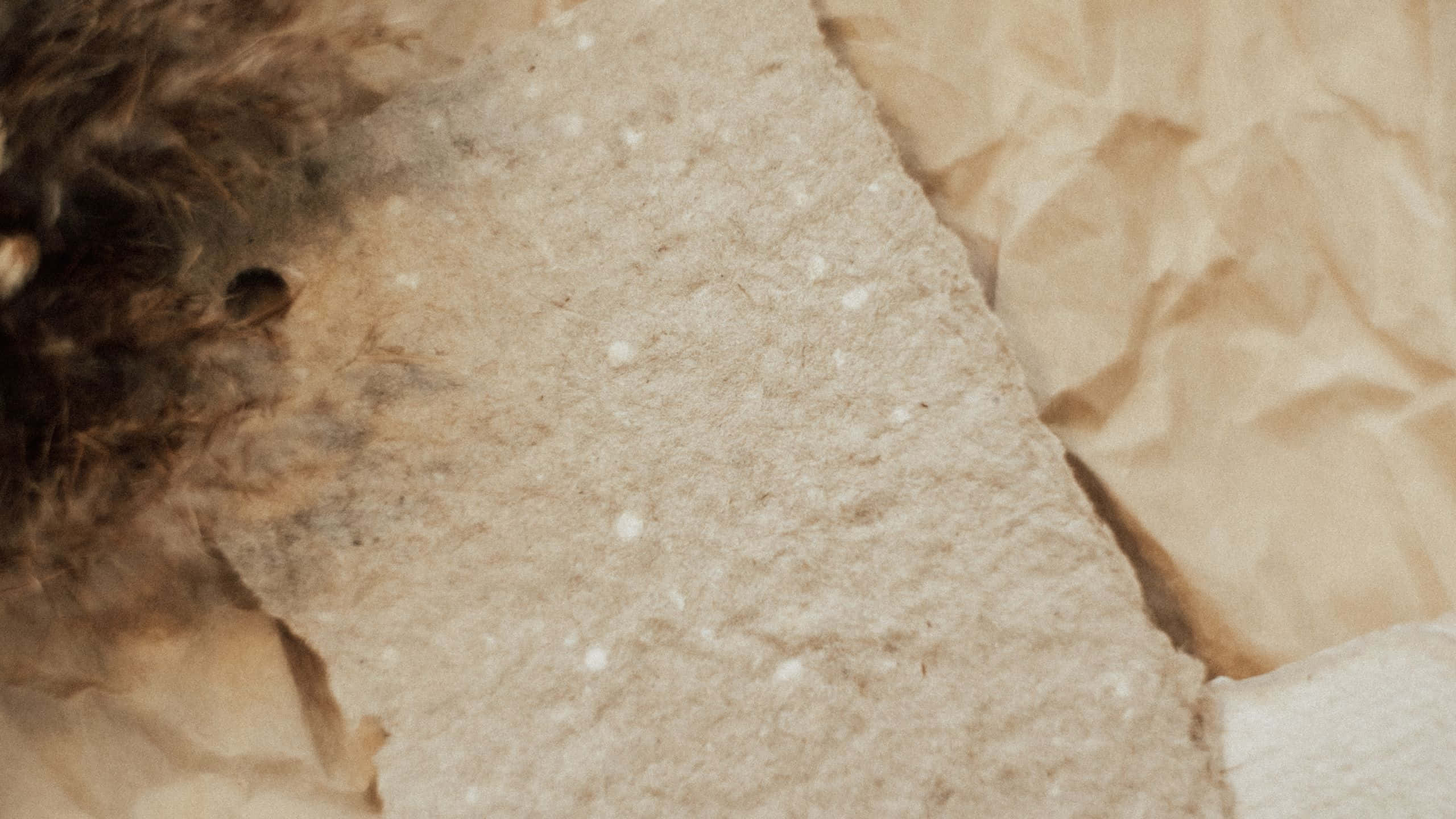 Vintage Aesthetic 桌布 壁紙 — 帶有皺褶邊緣和旁邊柔軟棕色毛皮的紋理米色紙張特寫。