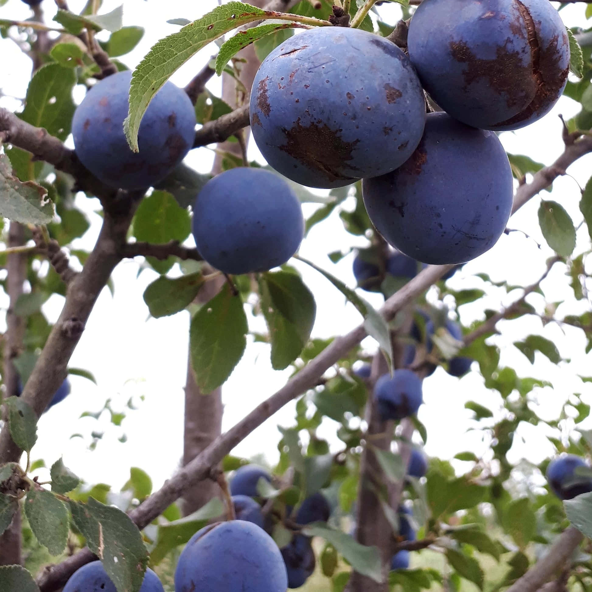 帶有褐變的成熟紫色黑 plum 壁紙 — 成熟的深紫色李子成簇掛在樹枝上，周圍有綠葉，在柔和日光下。