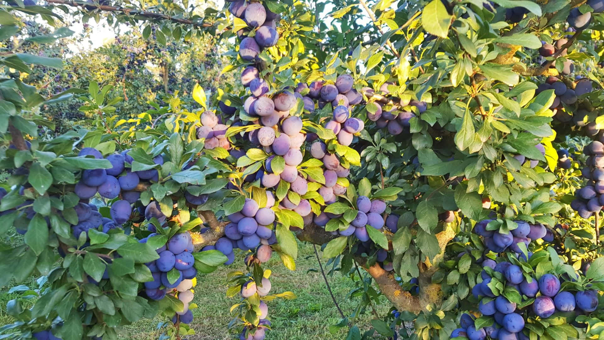 帶有陽光效果的黑 plum 壁紙 — 成熟的紫色布冧密集地掛在陽光普照的樹枝上，周圍是充滿活力的綠葉。
