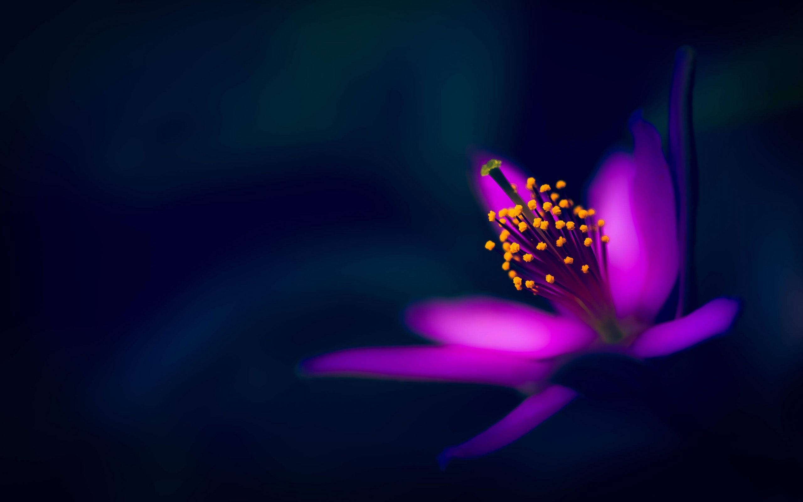 帶有黃色花蕊的紫色花朵 壁紙 — 一朵充滿活力的紫色花朵，帶有發光的黃色雄蕊，在深藍色模糊的背景中綻放。