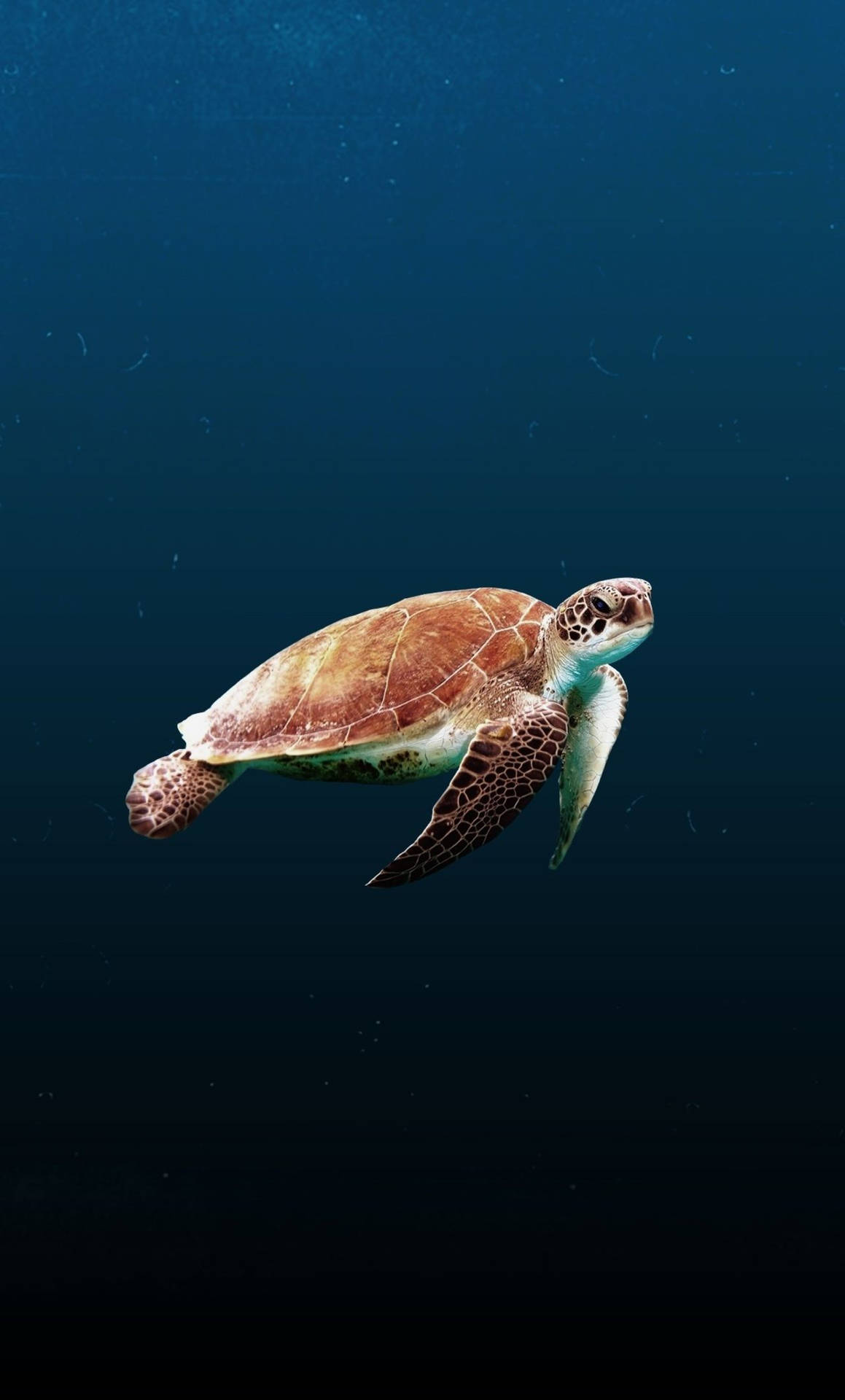 一隻在深藍色海水中游泳的海龜。