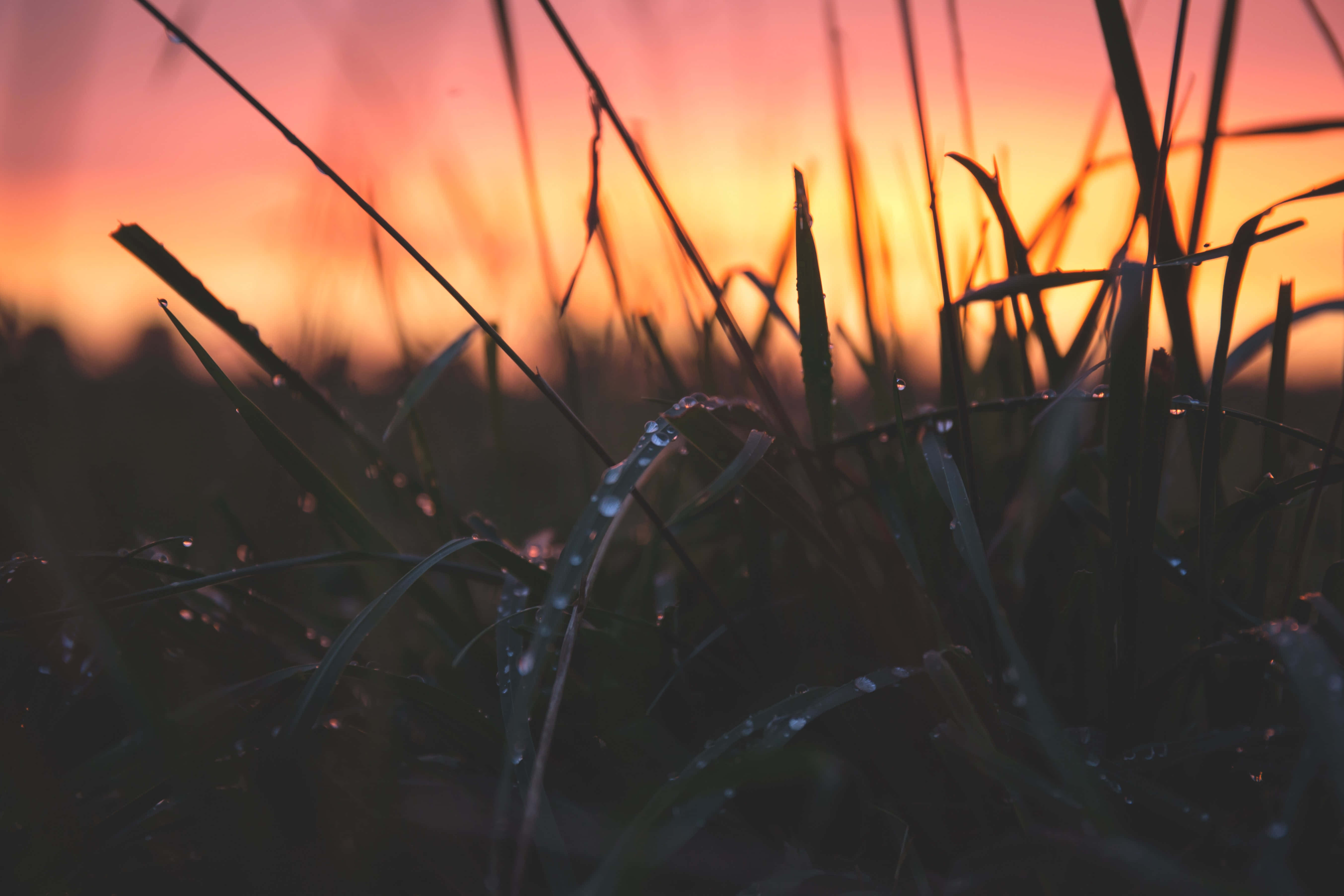 帶水珠的夕陽草叢背景 壁紙 — 剪影的草葉在溫暖的日落天空下閃爍著露珠，天空呈現橙色和粉紅色。