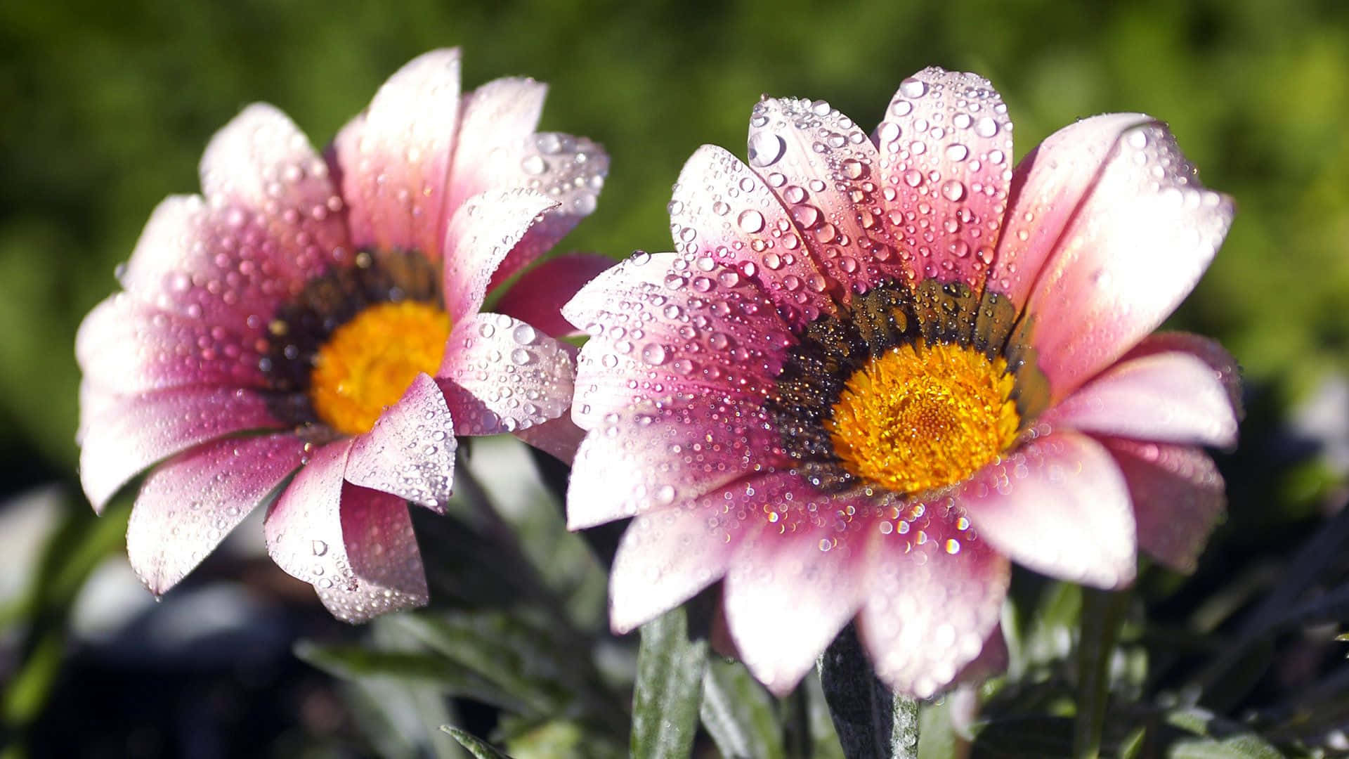 花園中兩朵沾滿露珠的粉紅雛菊。