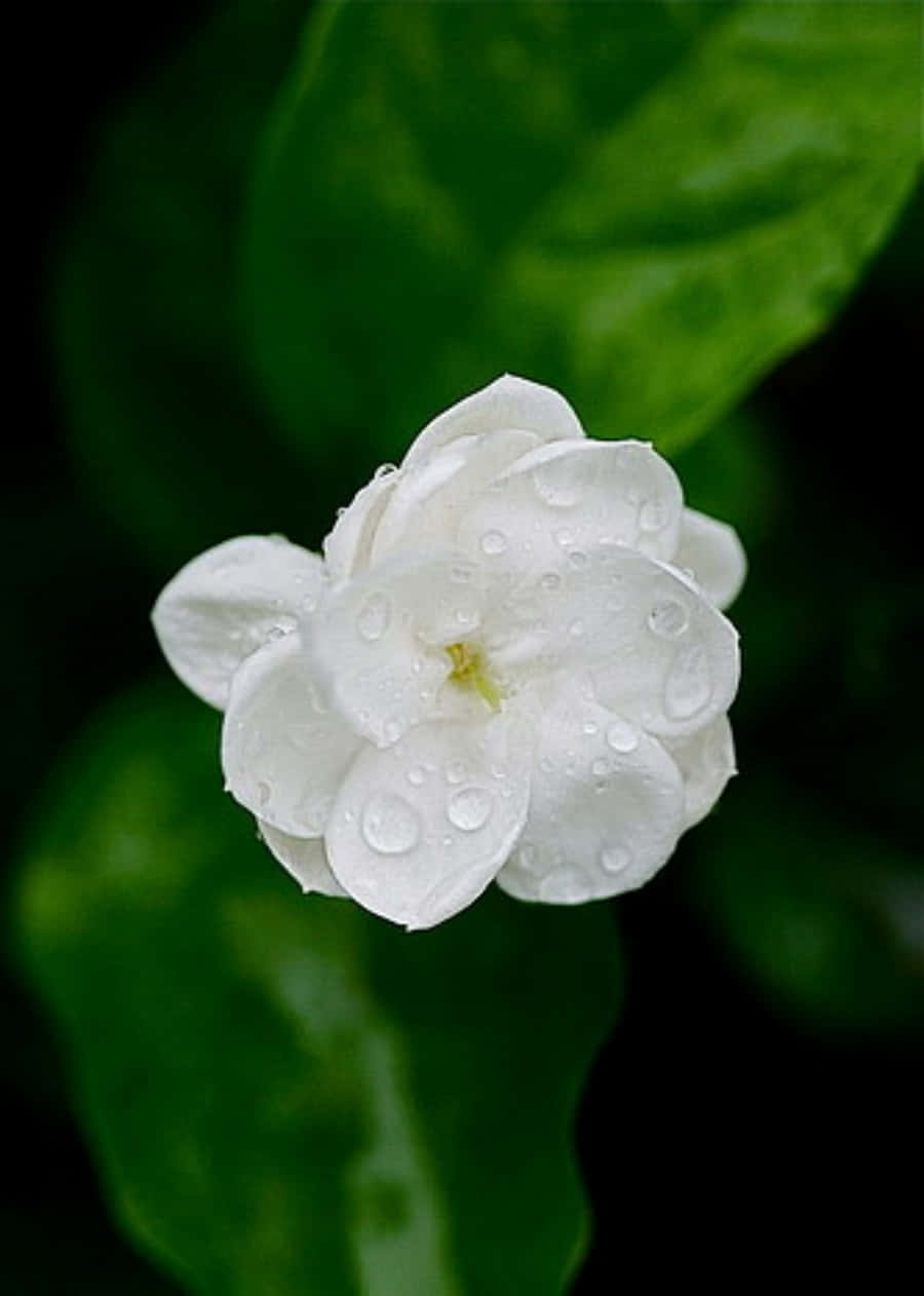 白色茉莉花在綠葉上帶有水珠