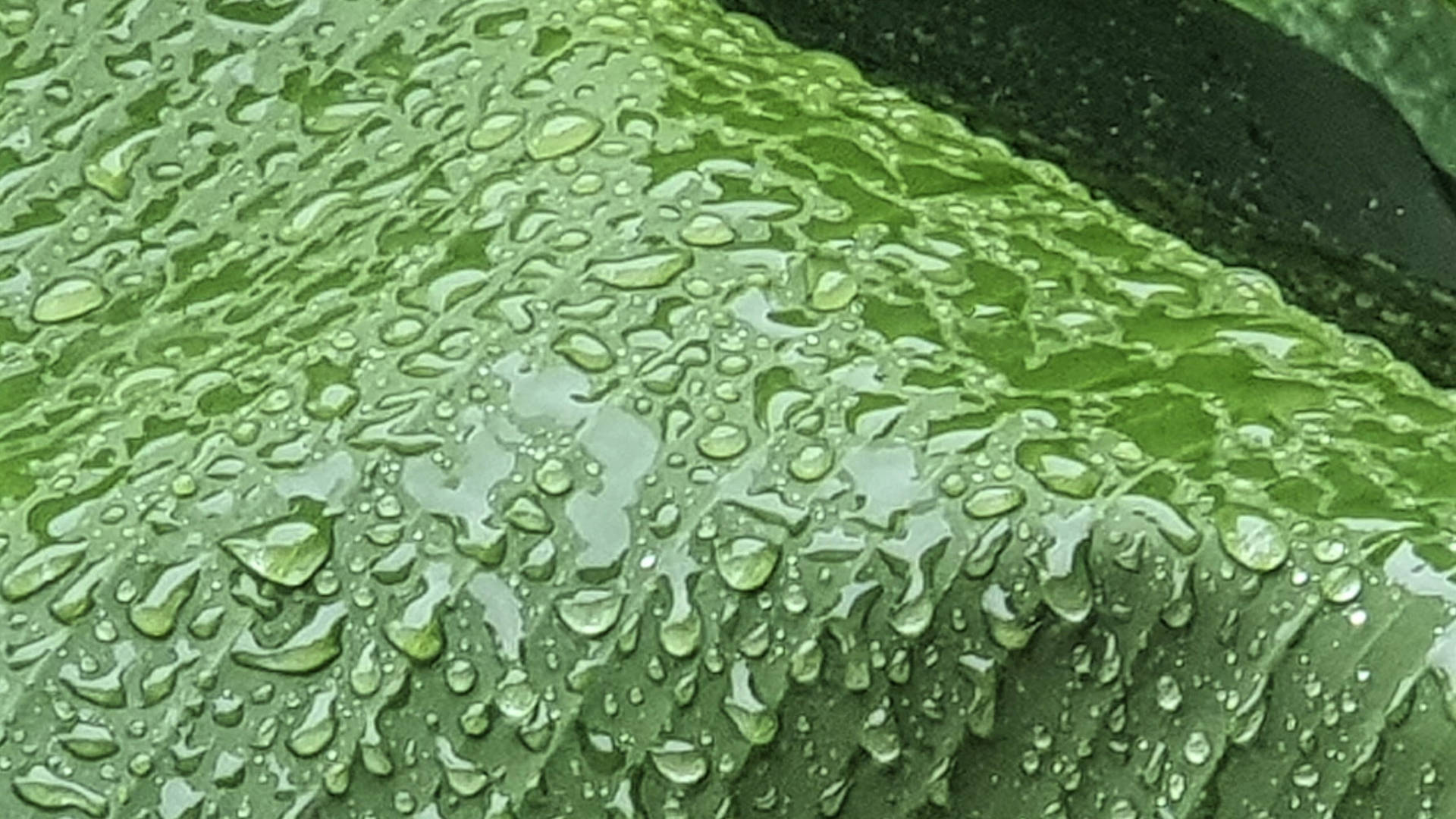 帶水珠的香蕉葉 壁紙 — 閃閃發光的雨滴依附在充滿紋理的鮮綠葉片表面上，特寫鏡頭。