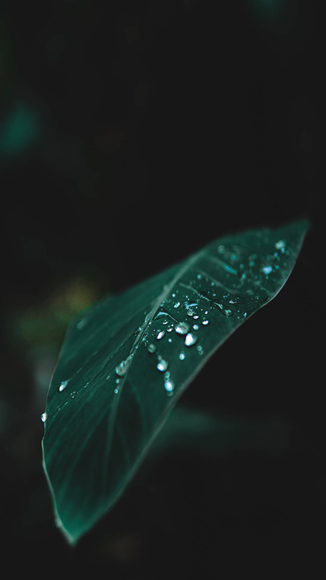 一片深綠色葉子，帶有水珠，襯以黑色背景。