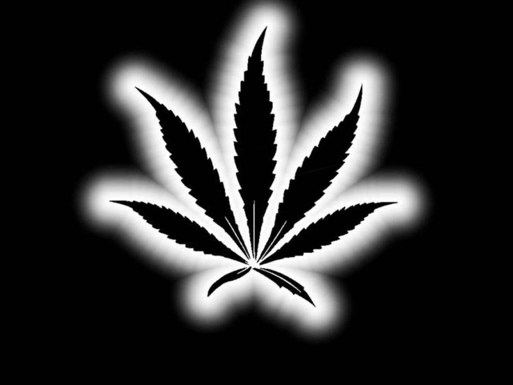 黑色大麻葉在黑色背景上發出白色光暈