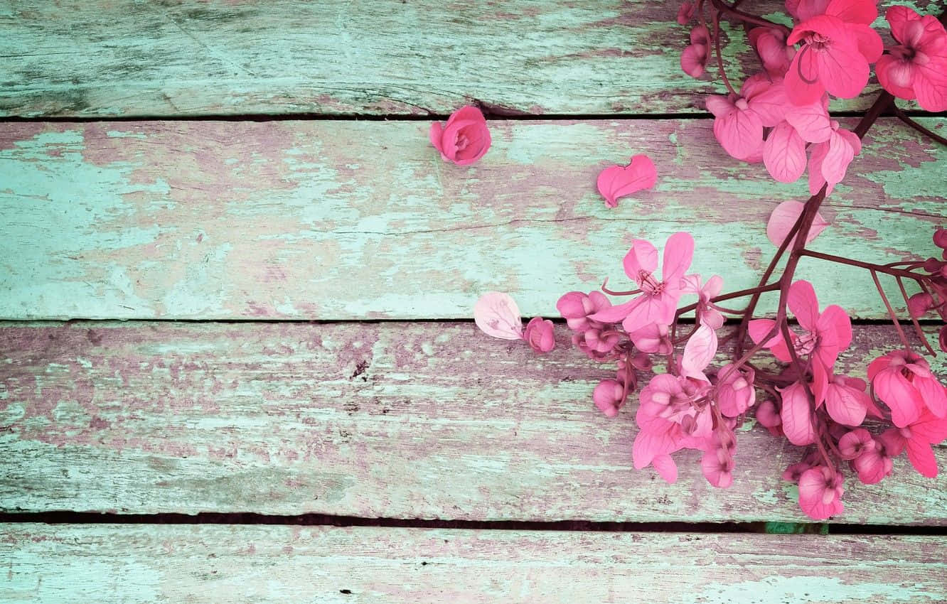 粉紅色花朵停留在老舊的青綠色木頭上，油漆剝落，花瓣散落。