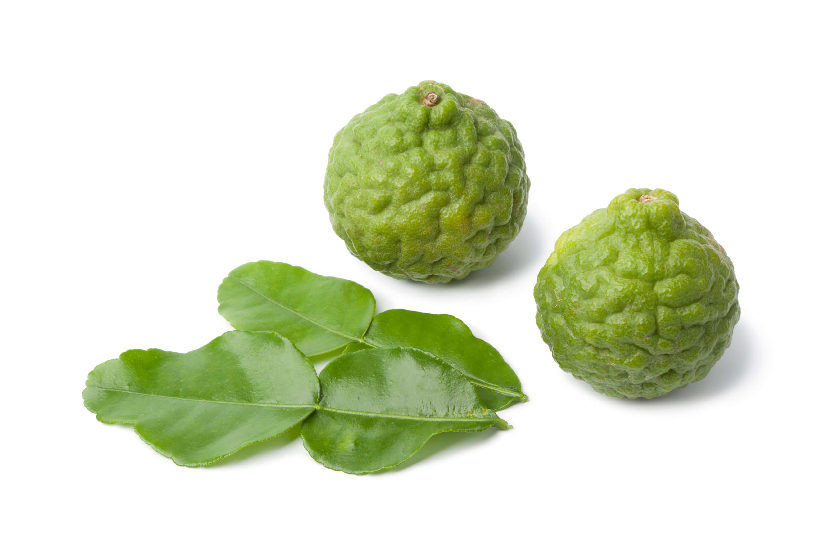 帶葉圓形綠色香茅檸檬 壁紙 — 兩個凹凸不平的綠色泰國青檸，帶有光澤的葉子，孤立在純白色背景上。