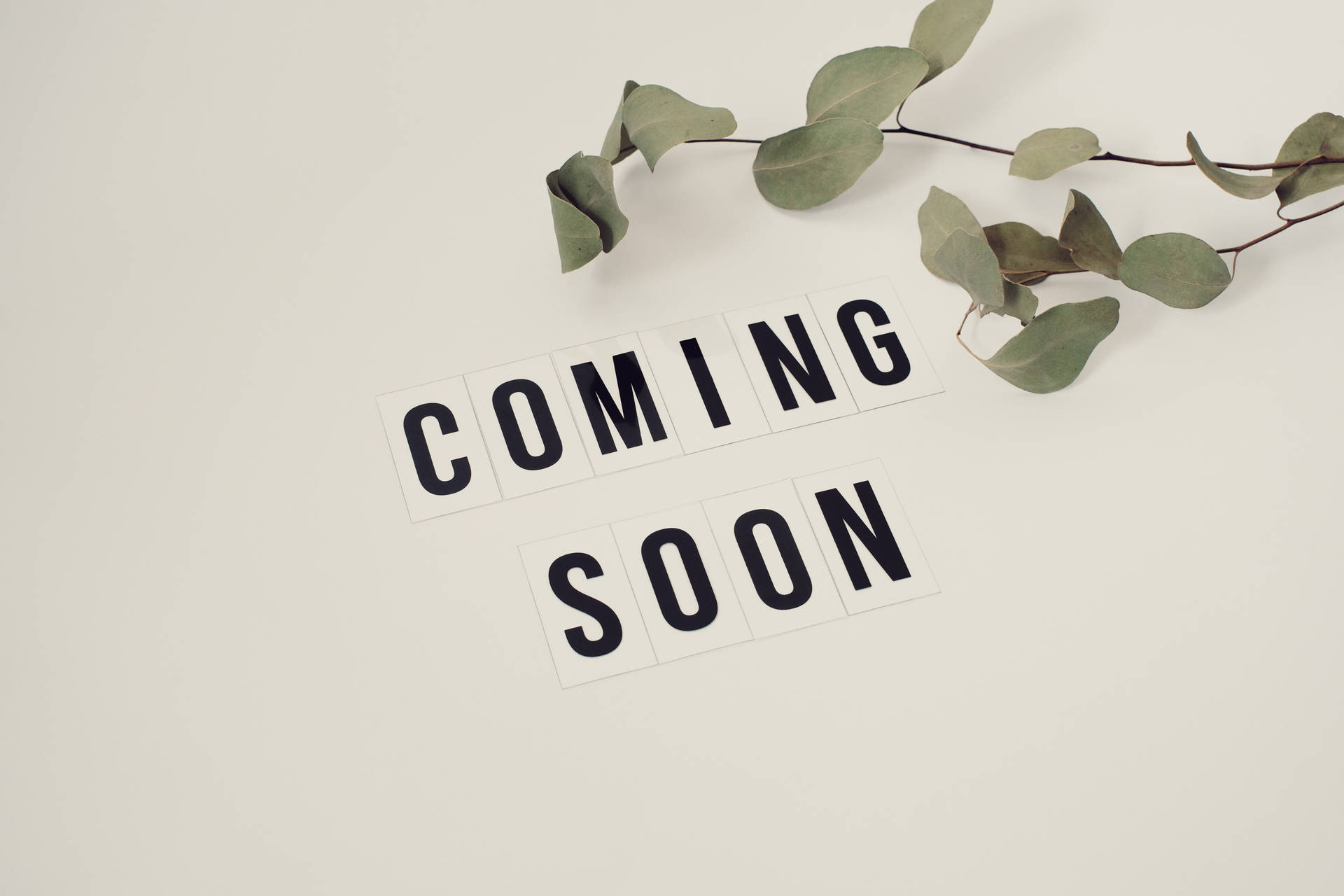 米色背景上，帶有尤加利枝條的「COMING SOON」文字瓷磚。