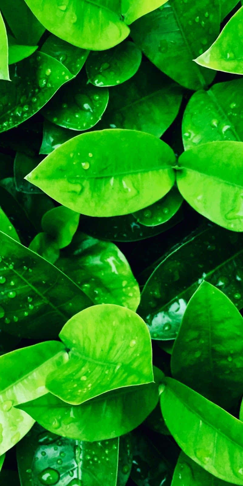 帶著 Green Nature iPhone 隨處欣賞自然 壁紙 — 充滿活力的綠葉在茂密的近距離自然拍攝中閃爍著露珠。