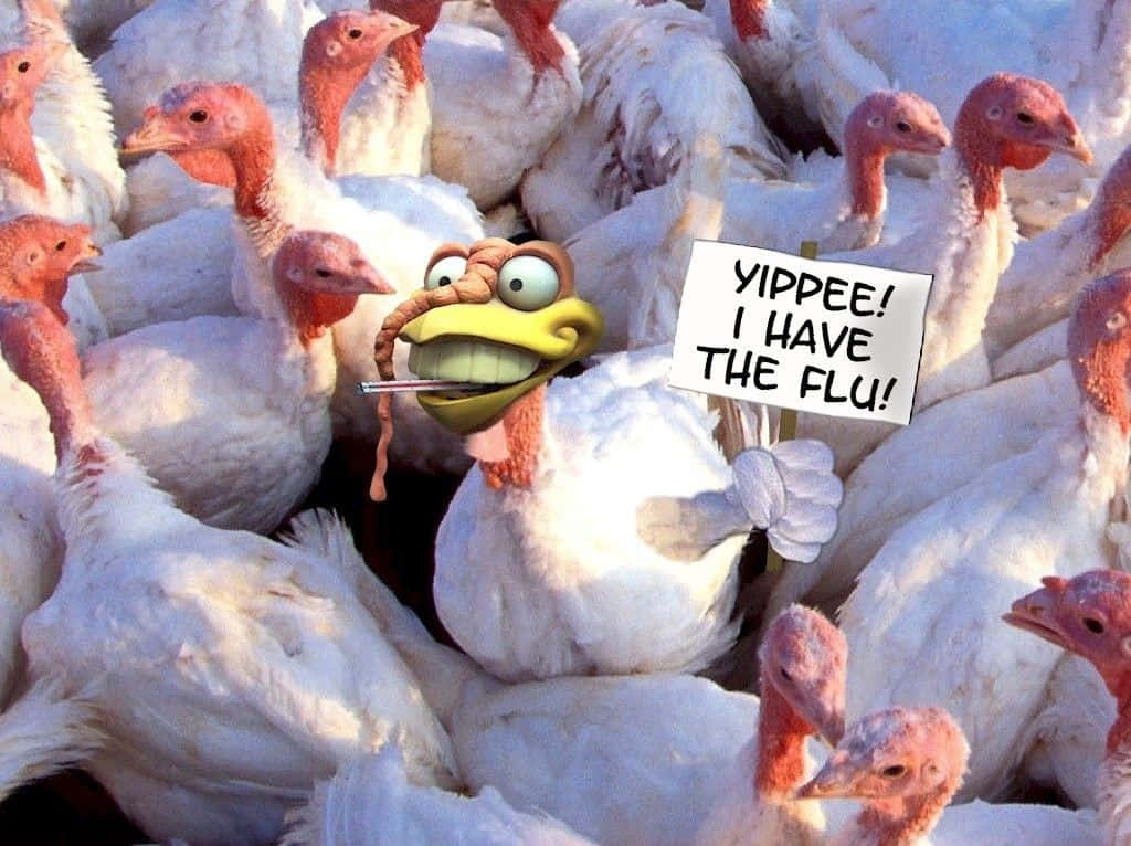 卡通火雞拿著溫度計和寫著「yippee 我得了流感」的牌子，站在真實的火雞群中。