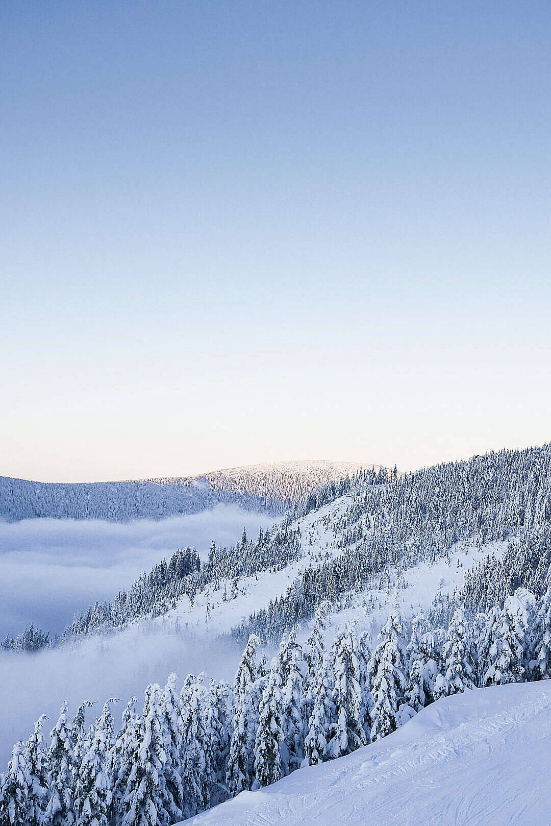 帶雪林的天空高清 壁紙 — 黎明時分，白雪覆蓋的松樹在清澈藍天下聳立於雲海之上。
