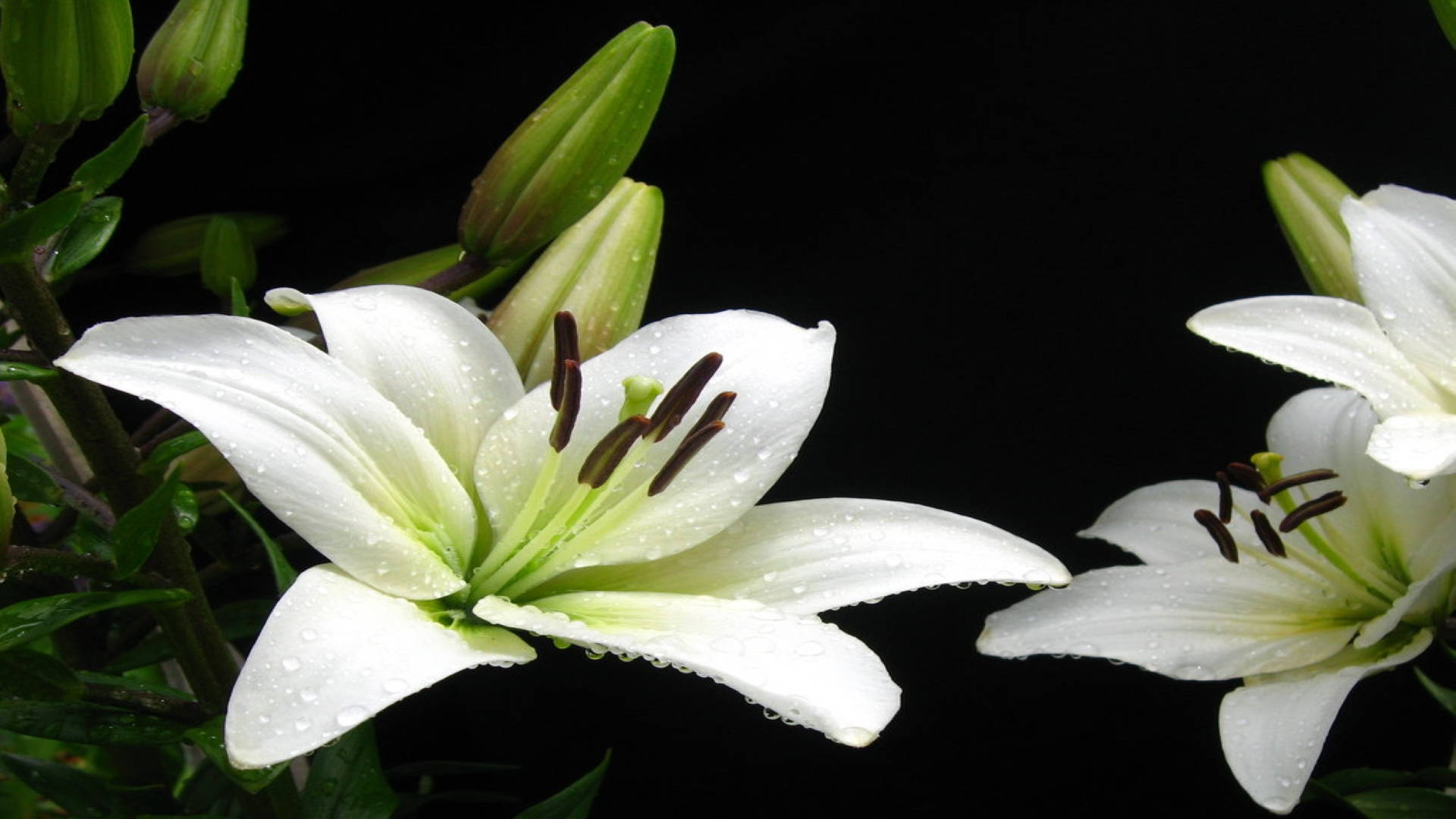 帶露白百合 壁紙 — 白色百合花帶着露珠在純黑背景上綻放，襯以綠色花蕾和葉子。