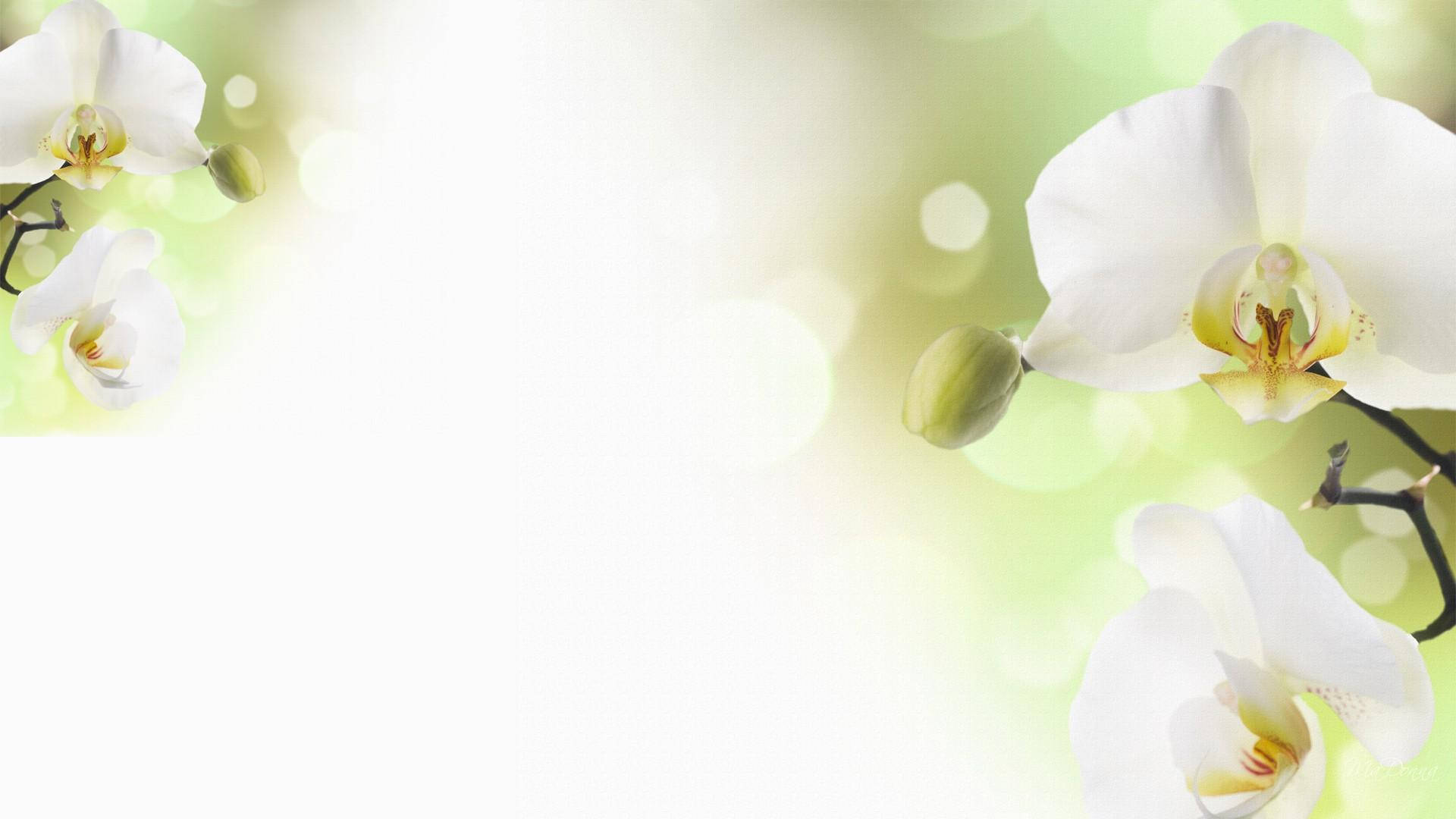 白色蘭花，帶有綠色散景背景和充足的負空間。