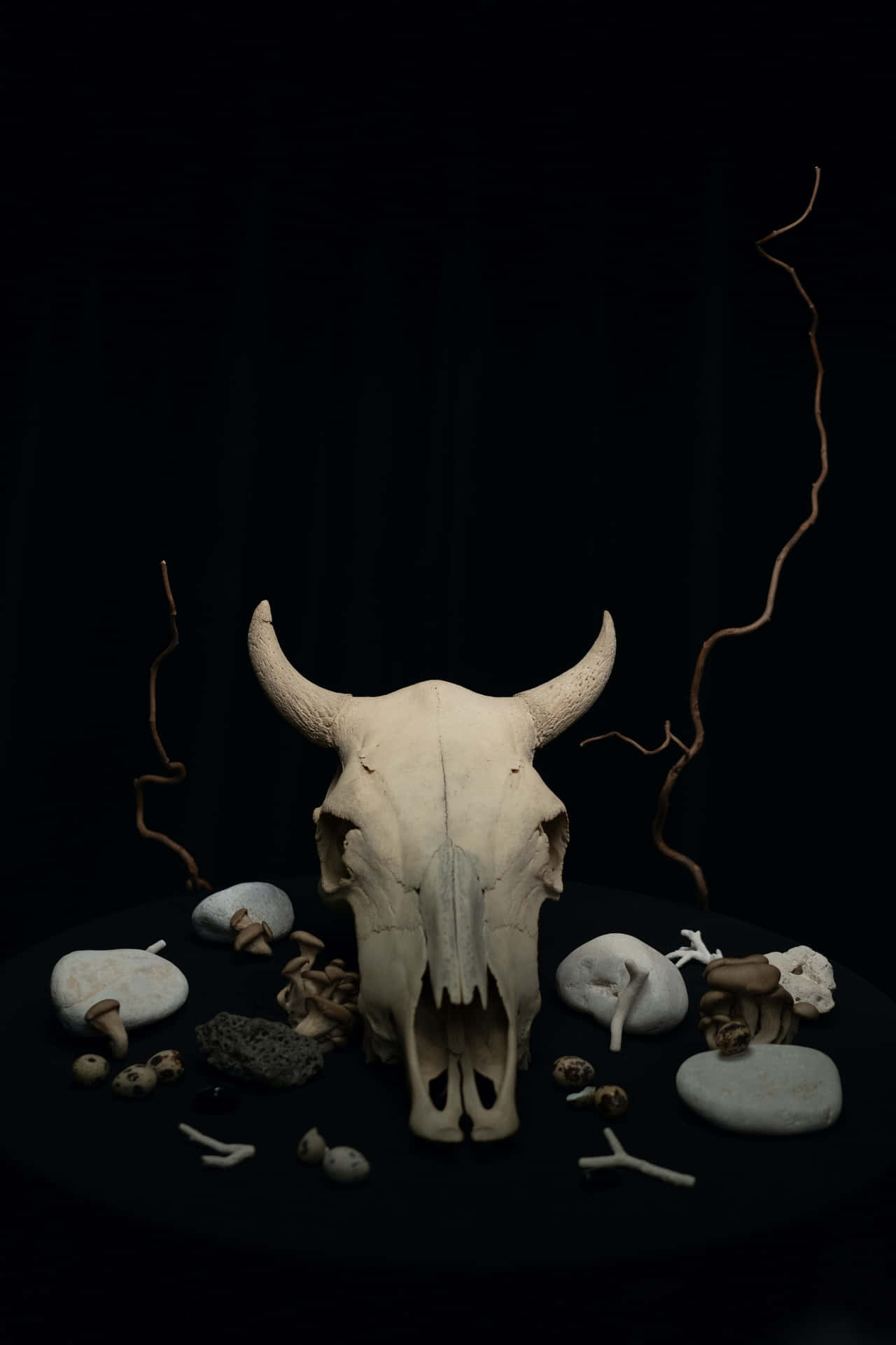 黑色背景上，公牛頭骨被蘑菇和石頭環繞。