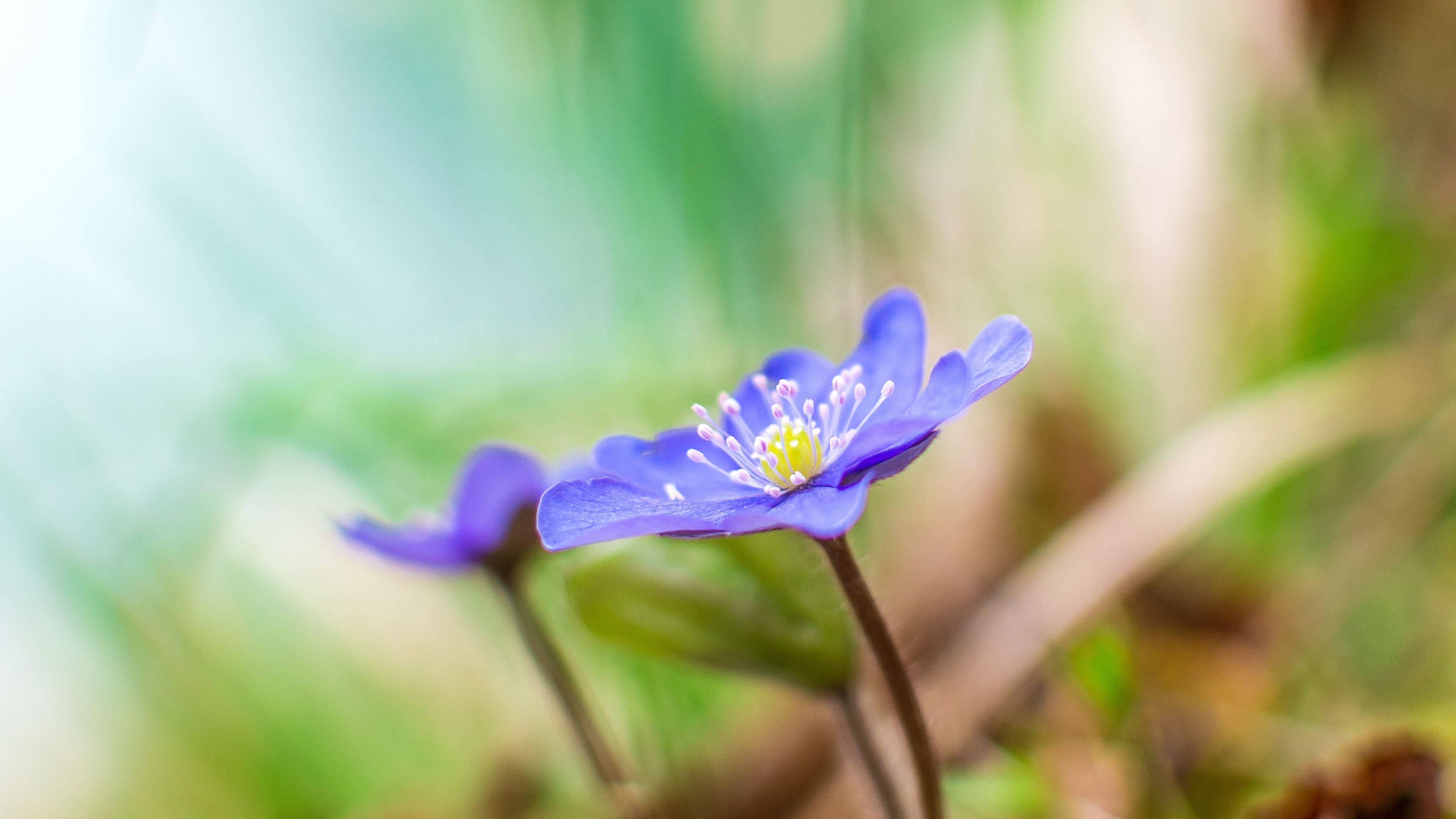 帶黃色花心的紫色野花 壁紙 — 一朵精緻的紫色花朵，帶有黃色花蕊，在模糊的綠色背景上柔和地綻放。