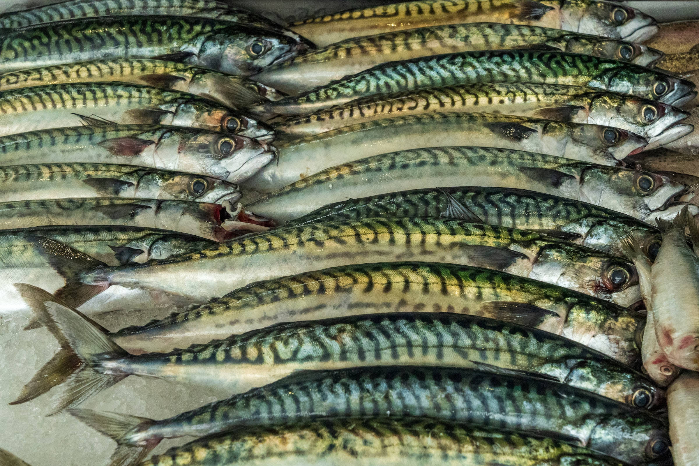 帶黑條紋的鰹魚 壁紙 — 一排排帶有綠色條紋的新鮮鯖魚在海鮮市場攤位的冰上閃閃發光。