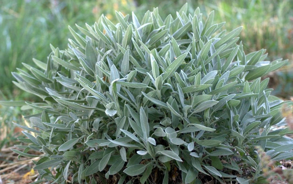常見 sage 植物 壁紙 — 一叢茂密的銀灰色鼠尾草，葉片柔軟有質感，在自然日光下襯著模糊的綠色背景。