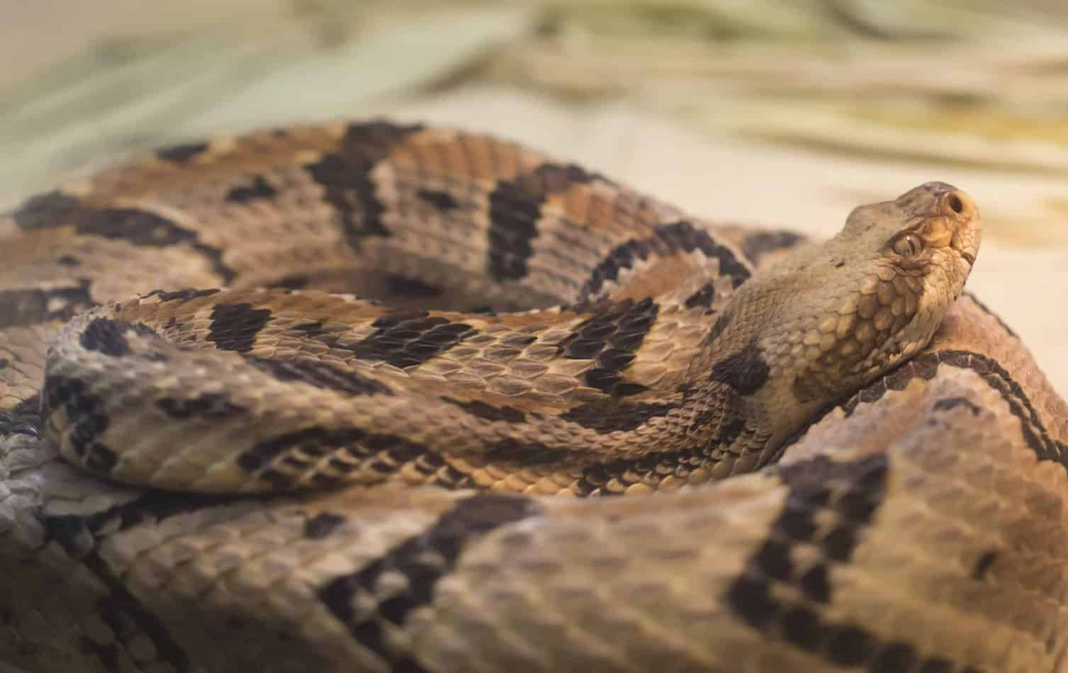 常見 Timber Rattler 蛇近距離特寫 壁紙 — 一條盤繞的響尾蛇，帶有複雜的棕色和黑色圖案，警覺地停留在有紋理的表面上。