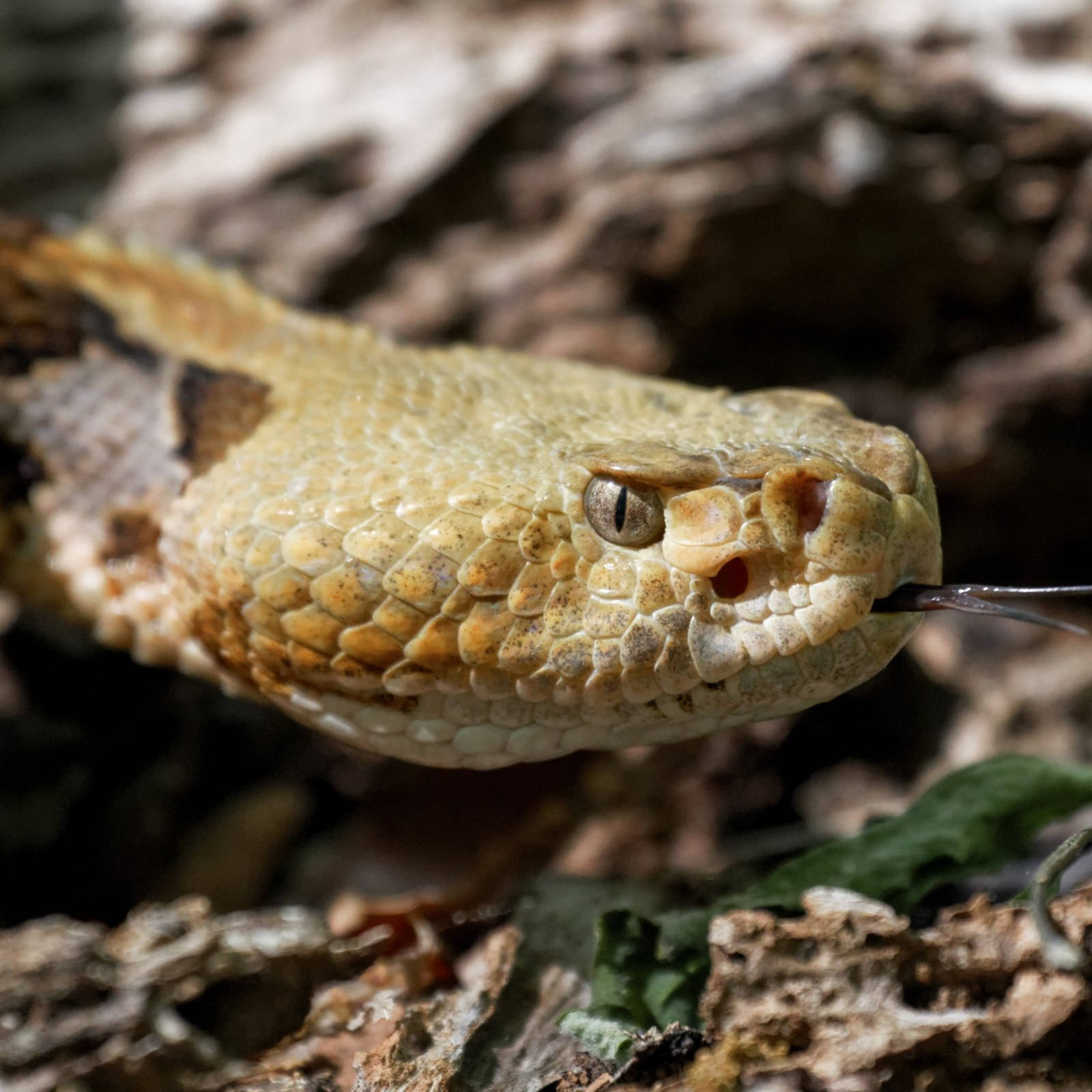 常見 Timber Rattler 蛇近距離特寫 壁紙 — 響尾蛇頭部特寫照片，舌頭伸出，偽裝在乾燥的樹皮和樹葉之間。