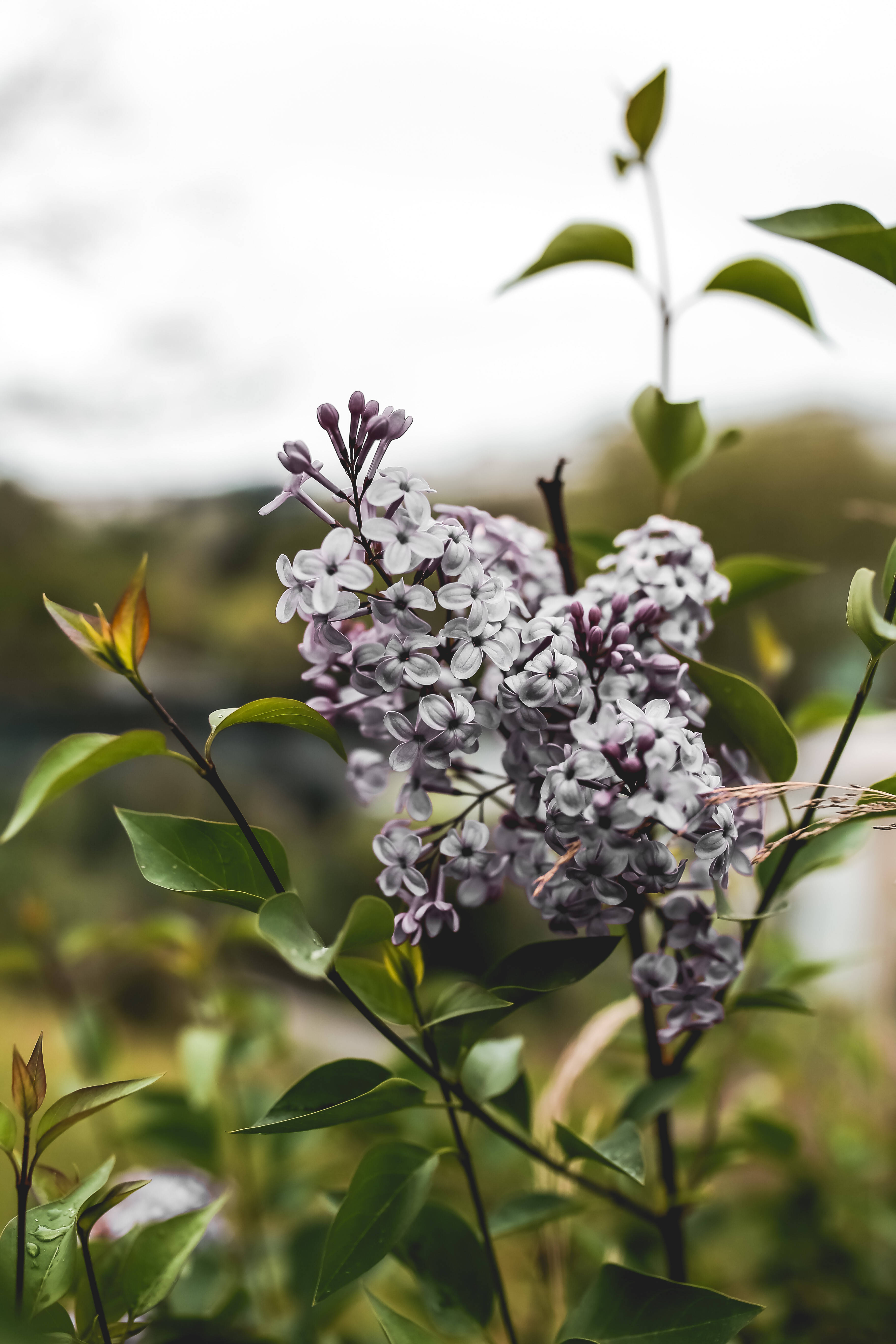 常見丁香花安卓壁紙 壁紙 — 精緻的紫色和白色丁香花與綠葉的特寫，背景是柔和模糊的自然背景。