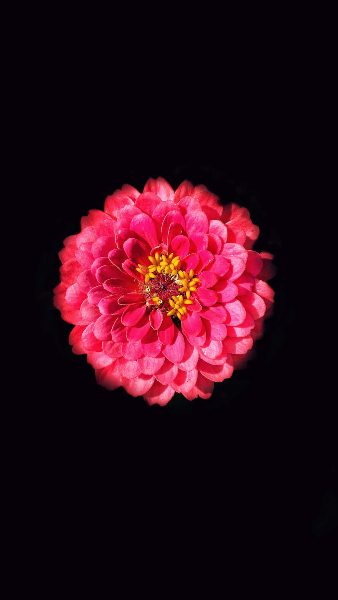 一朵明亮的粉紅色花朵，帶有黃色中心，襯托在黑色背景上。