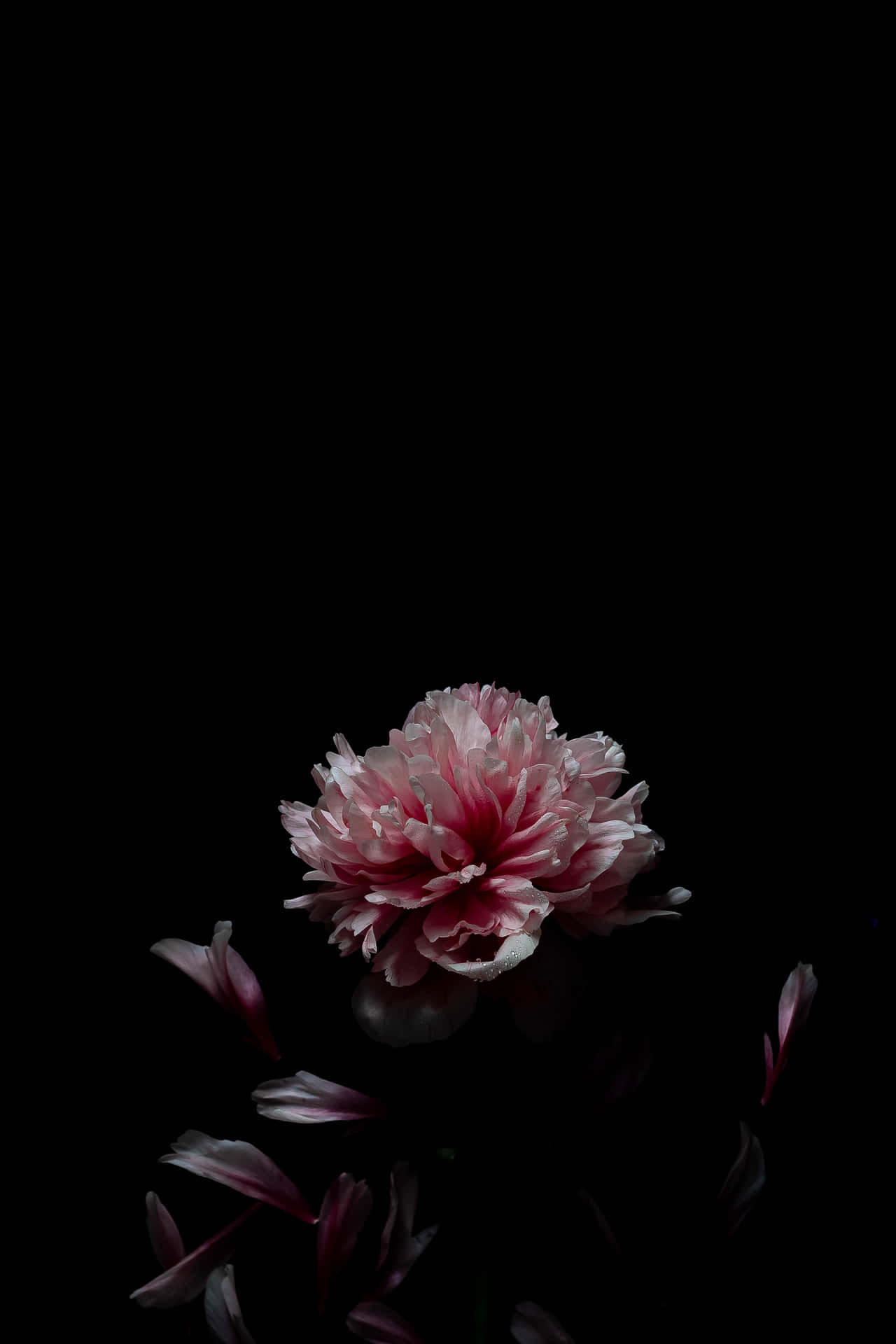 一朵粉紅色牡丹花，花瓣散落在黑色背景上。