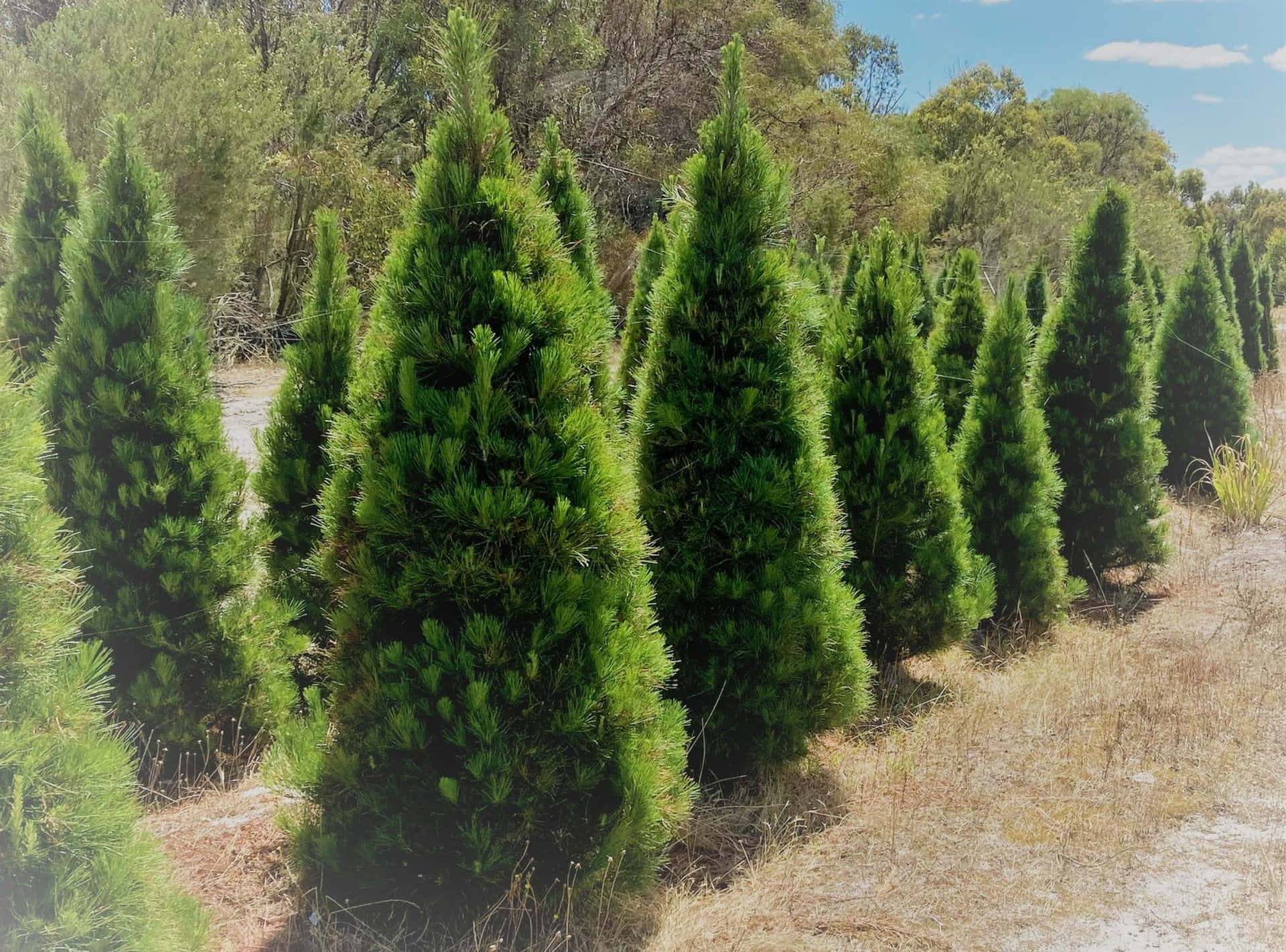 陽光普照的戶外苗圃中的一排排針葉樹。