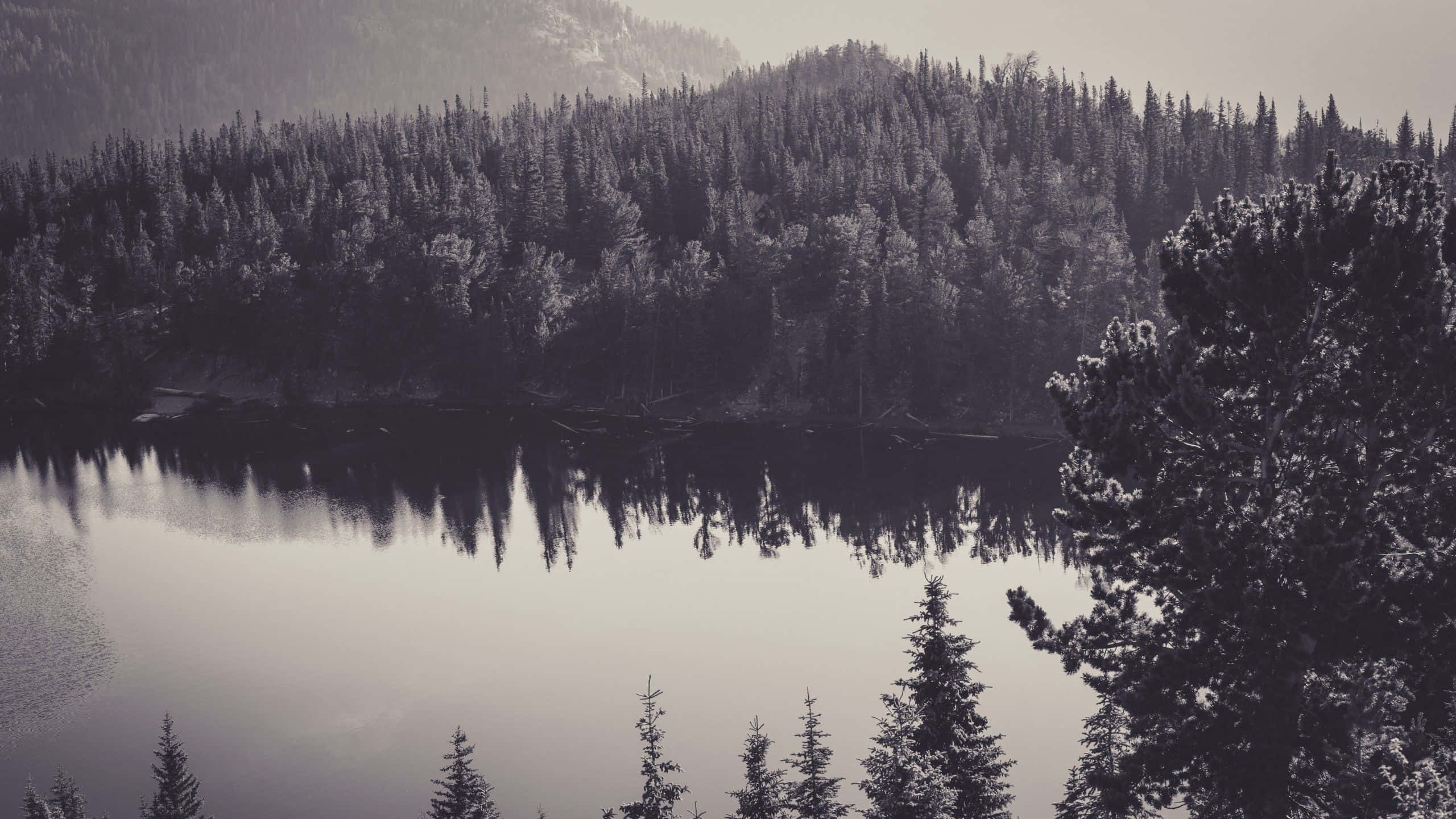 Black And White Nature 桌布 壁紙 — 平靜的黑白湖泊映照著茂密的常綠森林和薄霧籠罩的山脈，光線柔和而散漫。