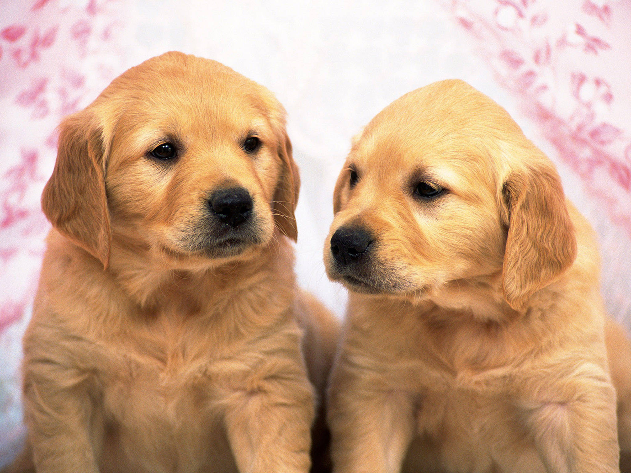年輕沙田犬幼犬 壁紙 — 兩隻毛茸茸的金毛尋回犬幼犬並排坐在柔和的粉紅色花卉背景前，表情溫柔。