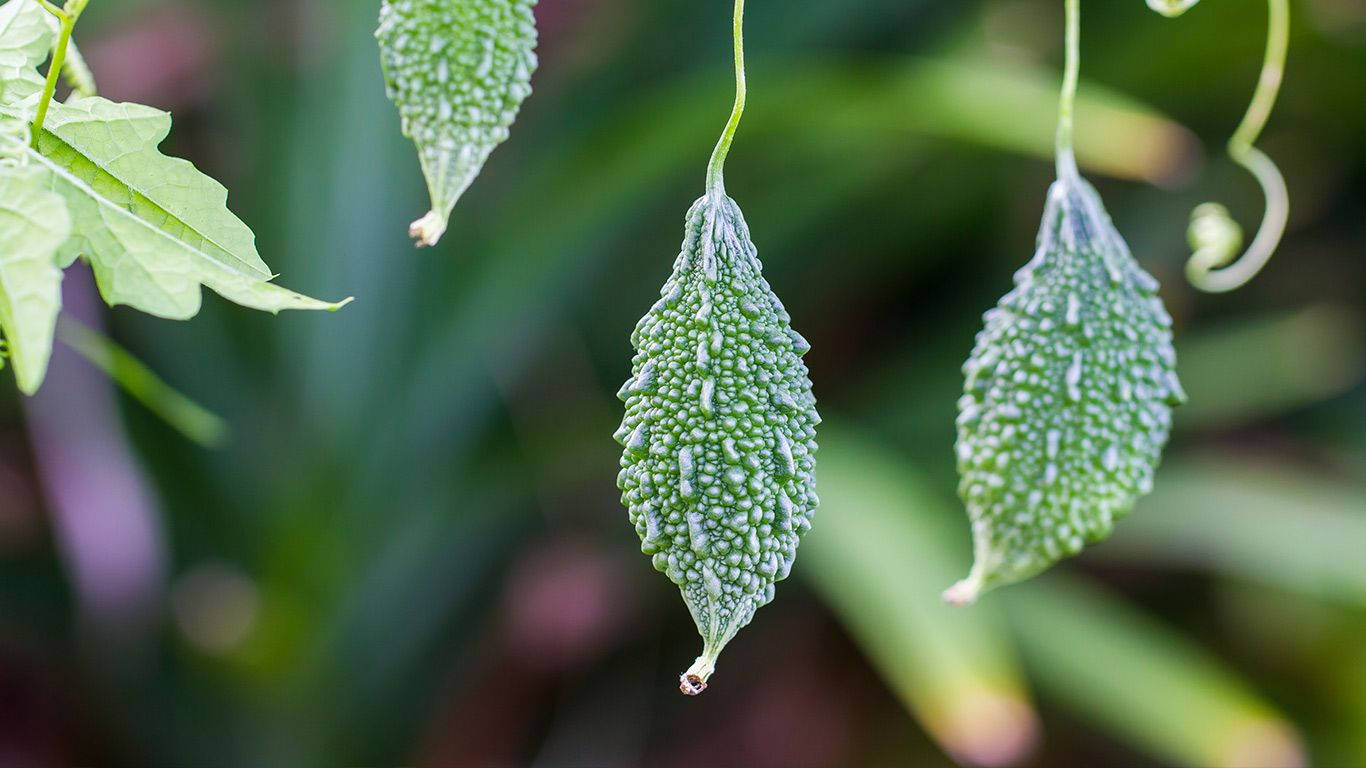 花園中藤蔓上掛著的苦瓜果實