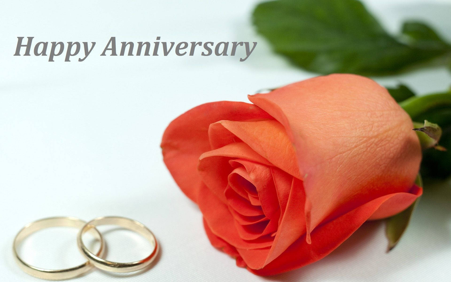 兩枚金結婚戒指和一朵橙色玫瑰，用於週年紀念慶祝。