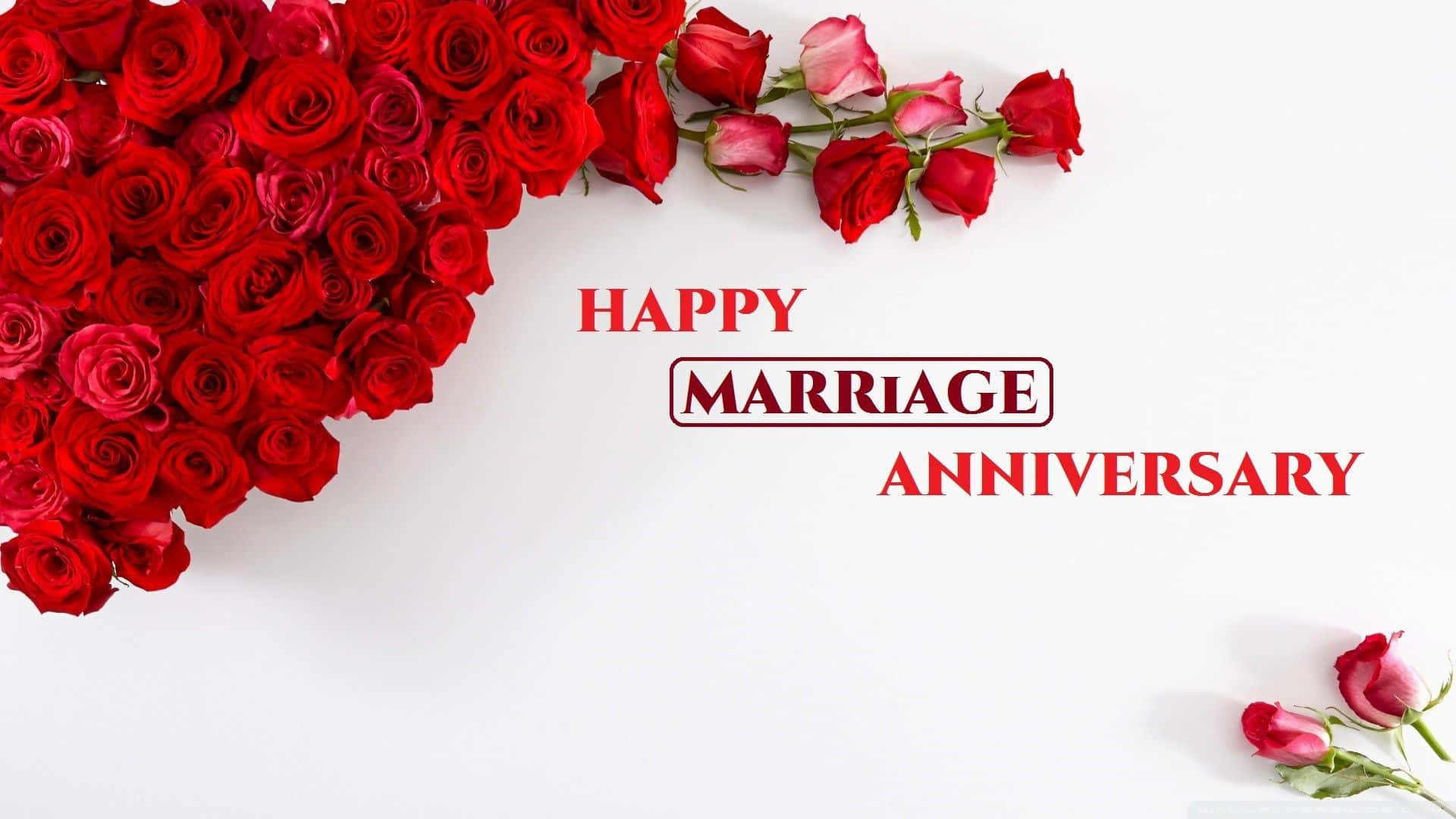 紅玫瑰和文字在白色背景上祝賀結婚週年快樂。