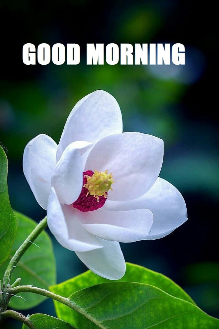 白色木蘭花配綠葉和'GOOD MORNING'文字。