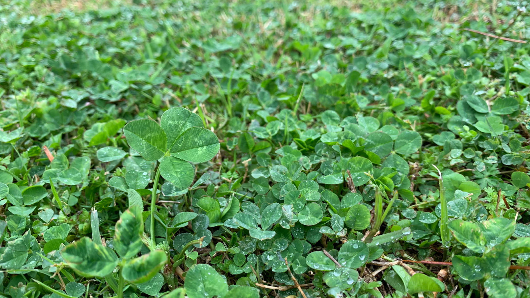 幸運四葉草細節特寫 壁紙 — 草地上點綴著露珠的鮮綠色三葉草葉子的特寫。