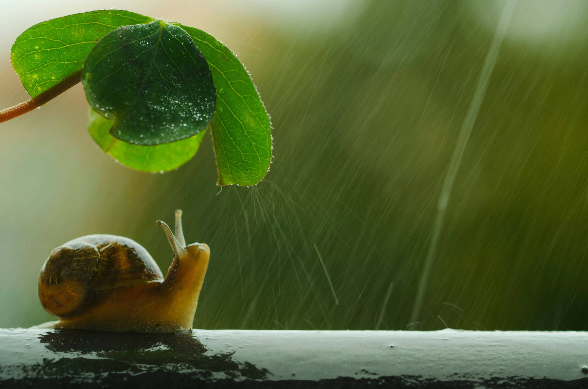 幸運的蝸牛 壁紙 — 一隻小蝸牛在露珠沾濕的綠葉下避雨，背景是柔和模糊的花園。