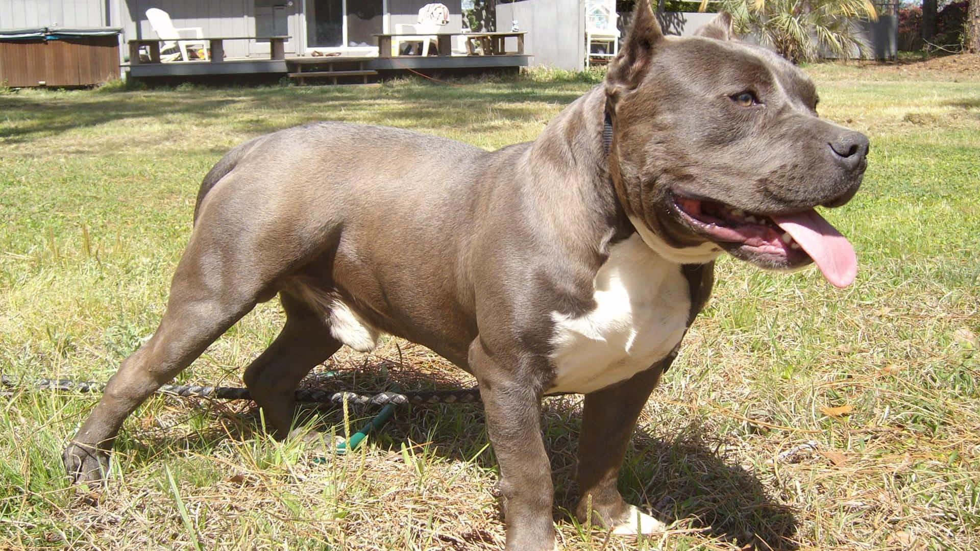 幼年柴犬鬥牛犬圖片 壁紙 — 一隻肌肉發達的灰色比特犬，白色胸部，在陽光明媚的後院乾草上快樂地喘氣。
