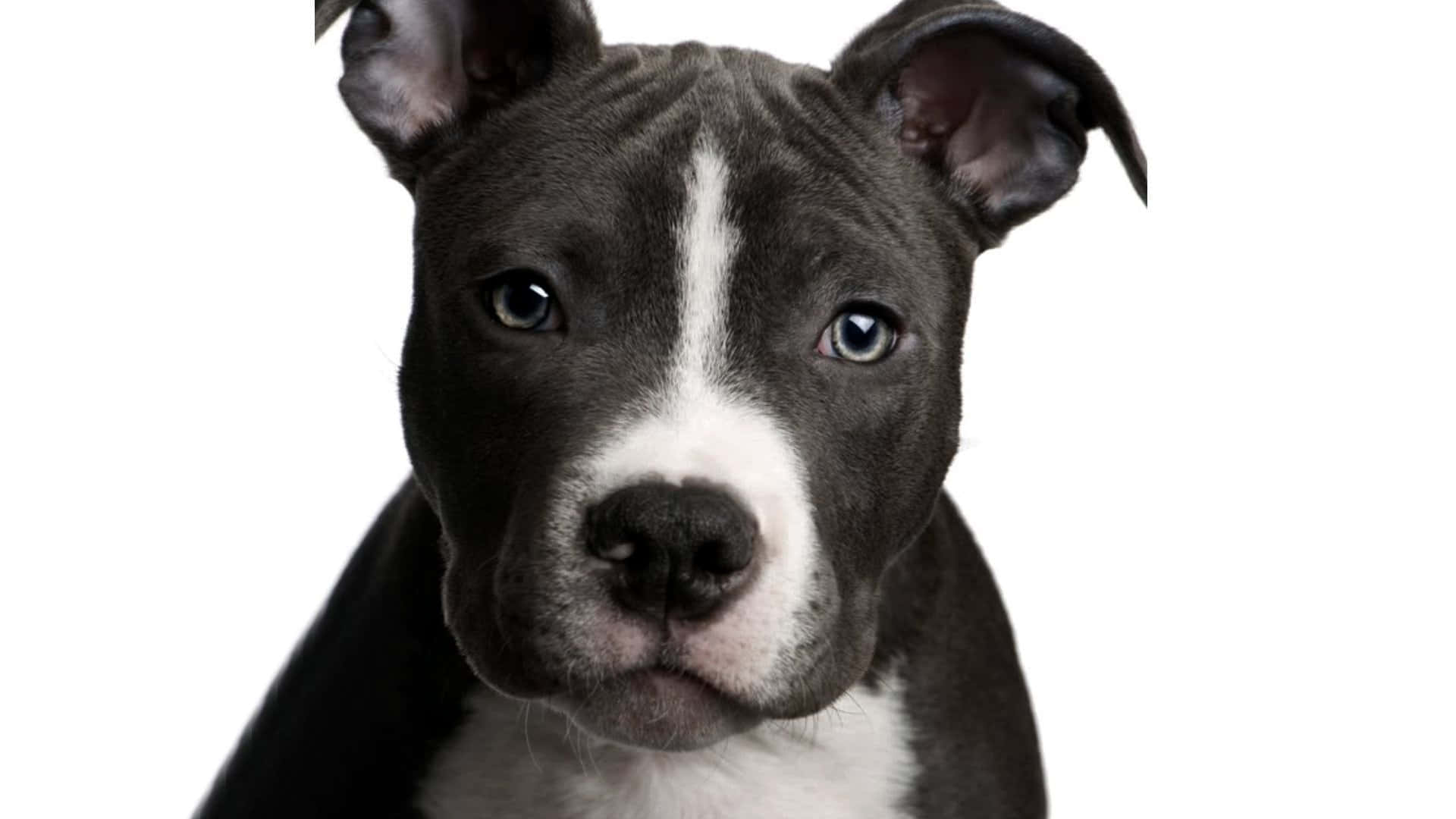 幼年比特犬圖片 壁紙 — 黑白相間的鬥牛梗幼犬特寫肖像，擁有引人注目的藍色眼睛，在純白背景下直視鏡頭。