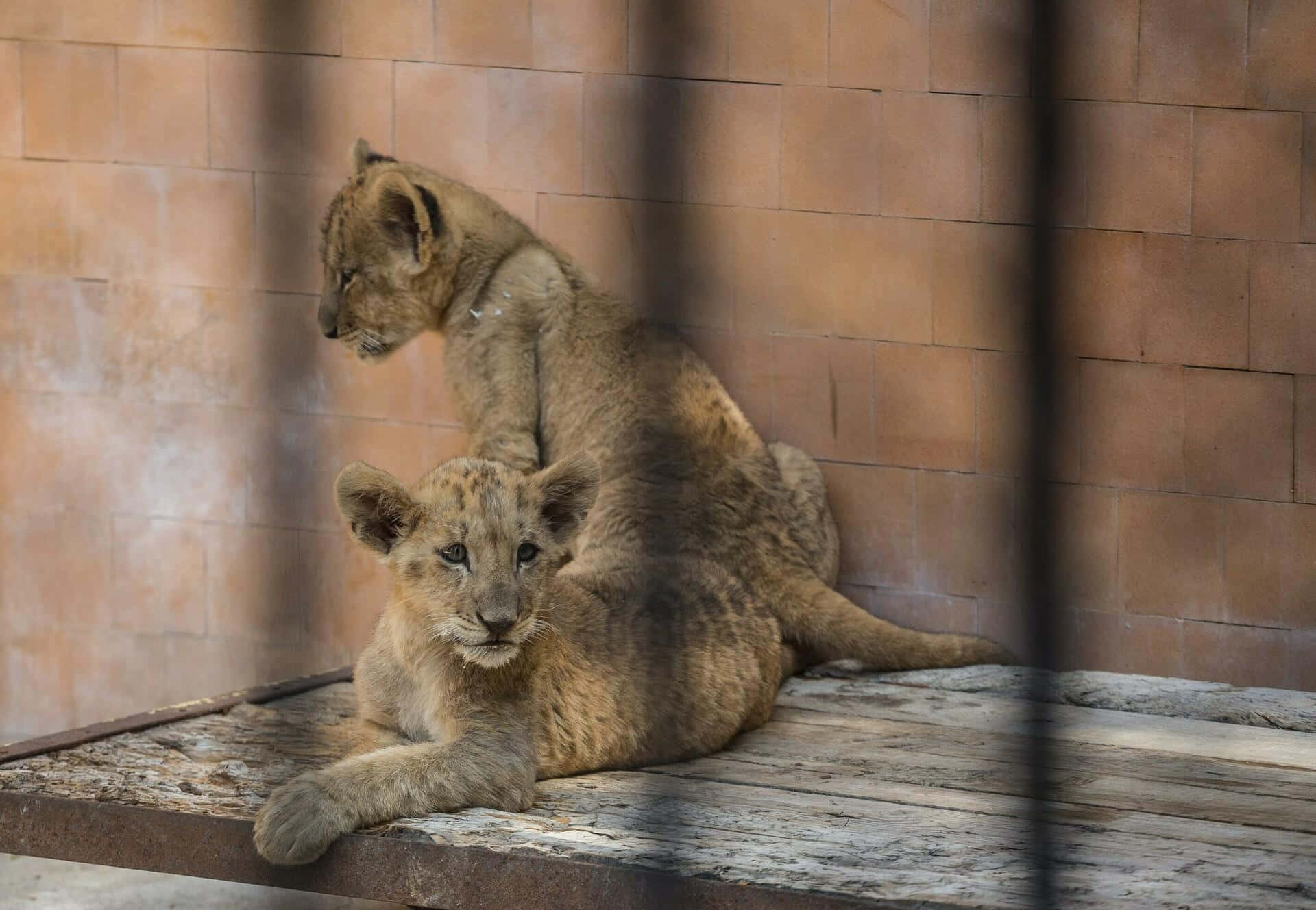 兩隻幼獅在動物園圍欄內鐵欄杆後的木製平台上休息。