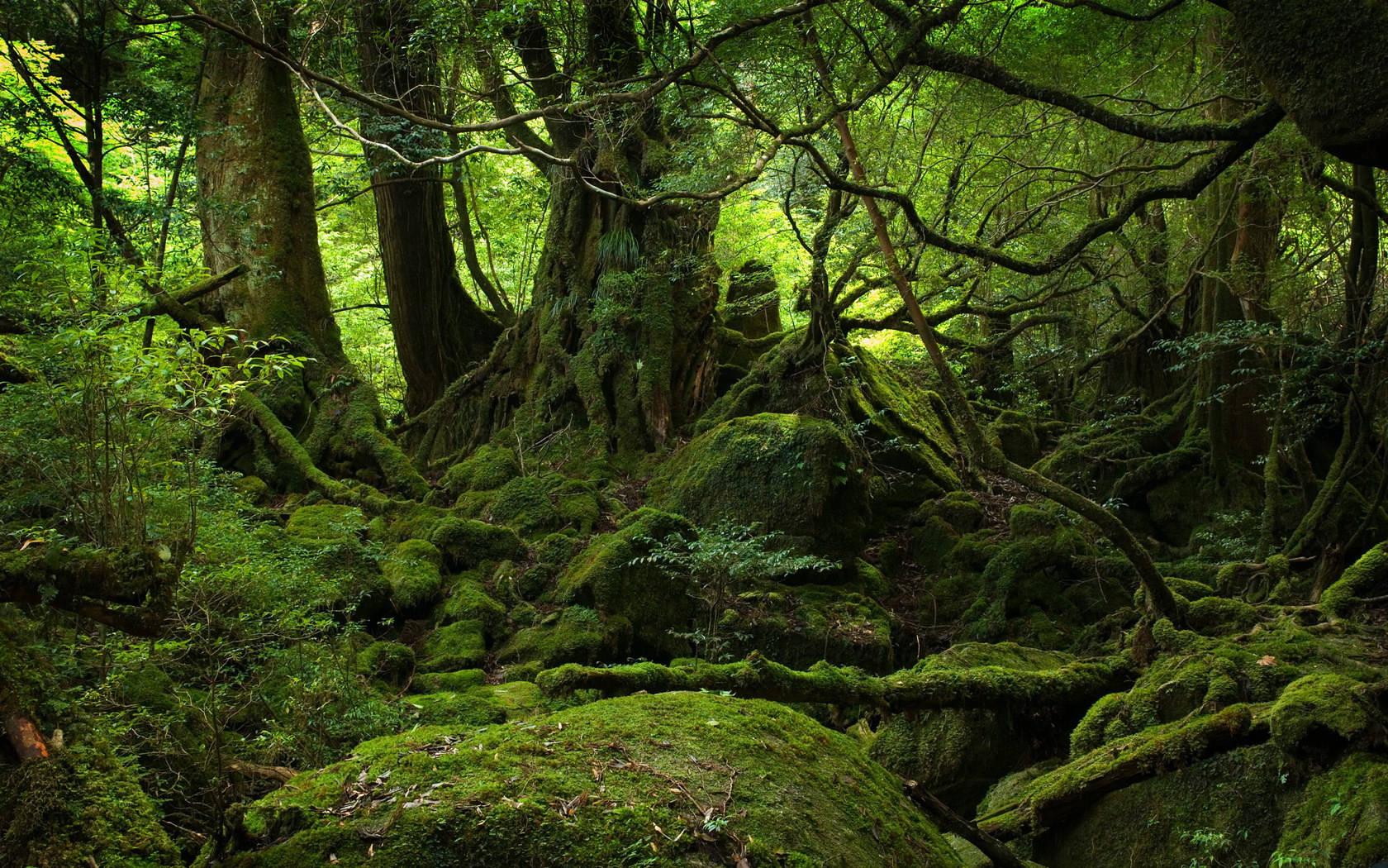 長滿苔蘚的森林地面，古樹和纏結的樹根在斑駁的光線下。