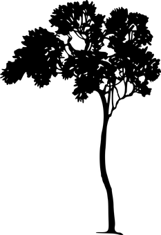 幽暗森林小徑 壁紙