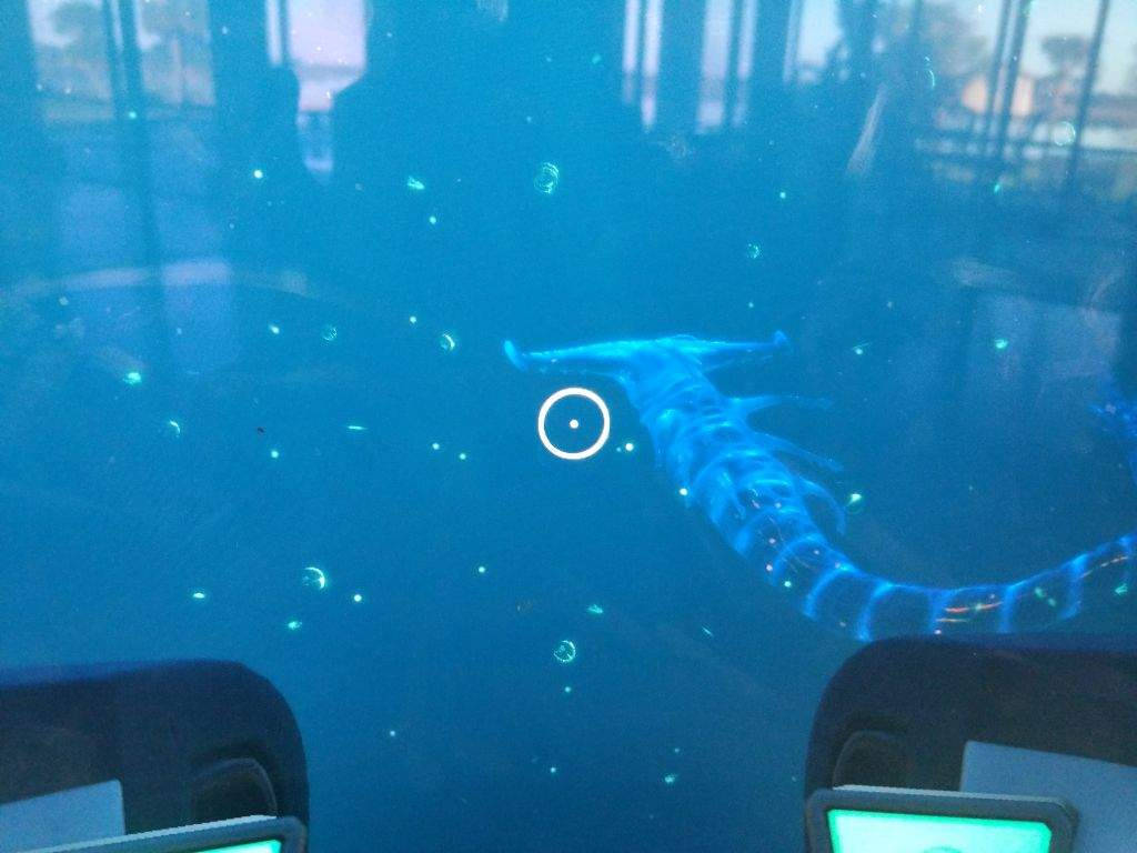 一條藍色雙髻鯊在水族箱中游動，帶有氣泡和倒影。