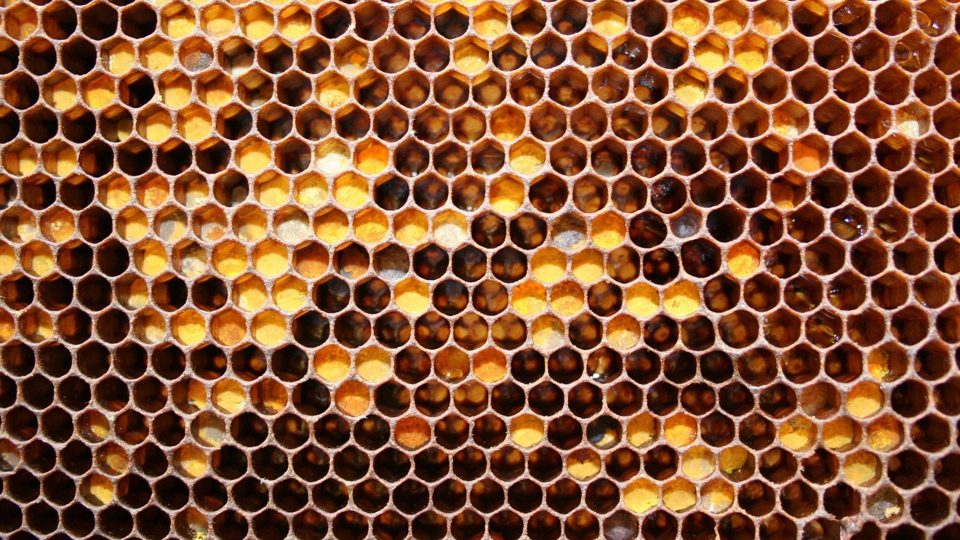 充滿金色蜂蜜的蜂巢細胞特寫。