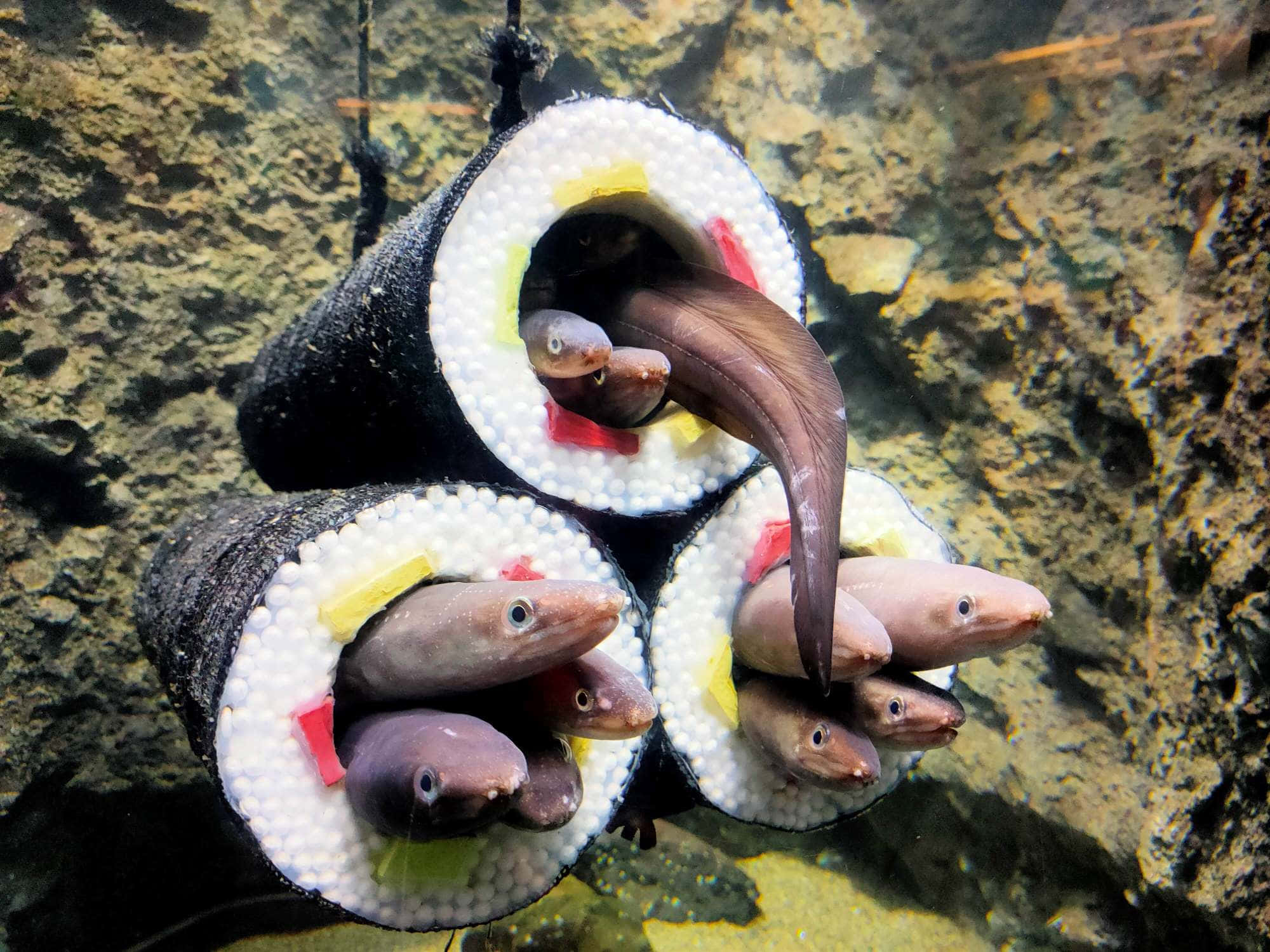 Eel 桌布 壁紙 — 幾條鰻魚從懸浮在岩石牆附近水中的巨型壽司卷內部探出頭來。