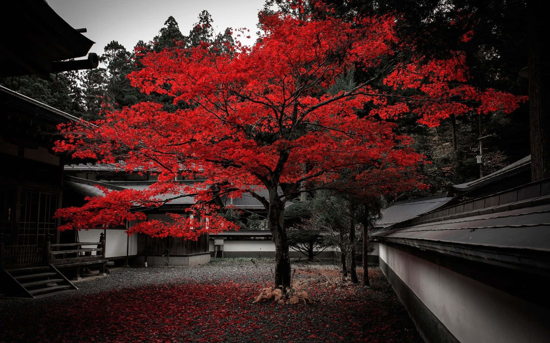 傳統日本寺廟庭院中的一棵鮮紅楓樹與落葉。