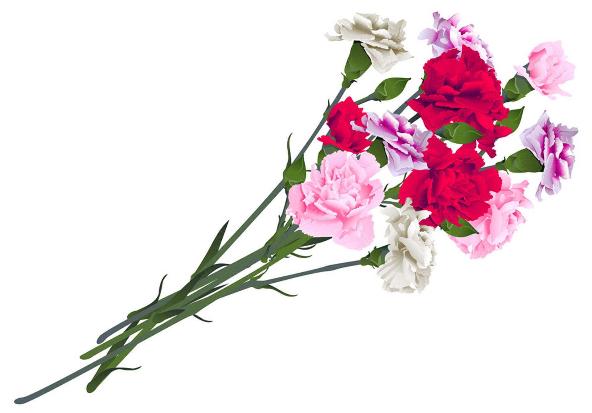 康乃馨花莖 壁紙 — 一束鮮豔的紅色、粉紅色和白色康乃馨，帶有綠色莖，以對角線排列在乾淨的白色背景上。