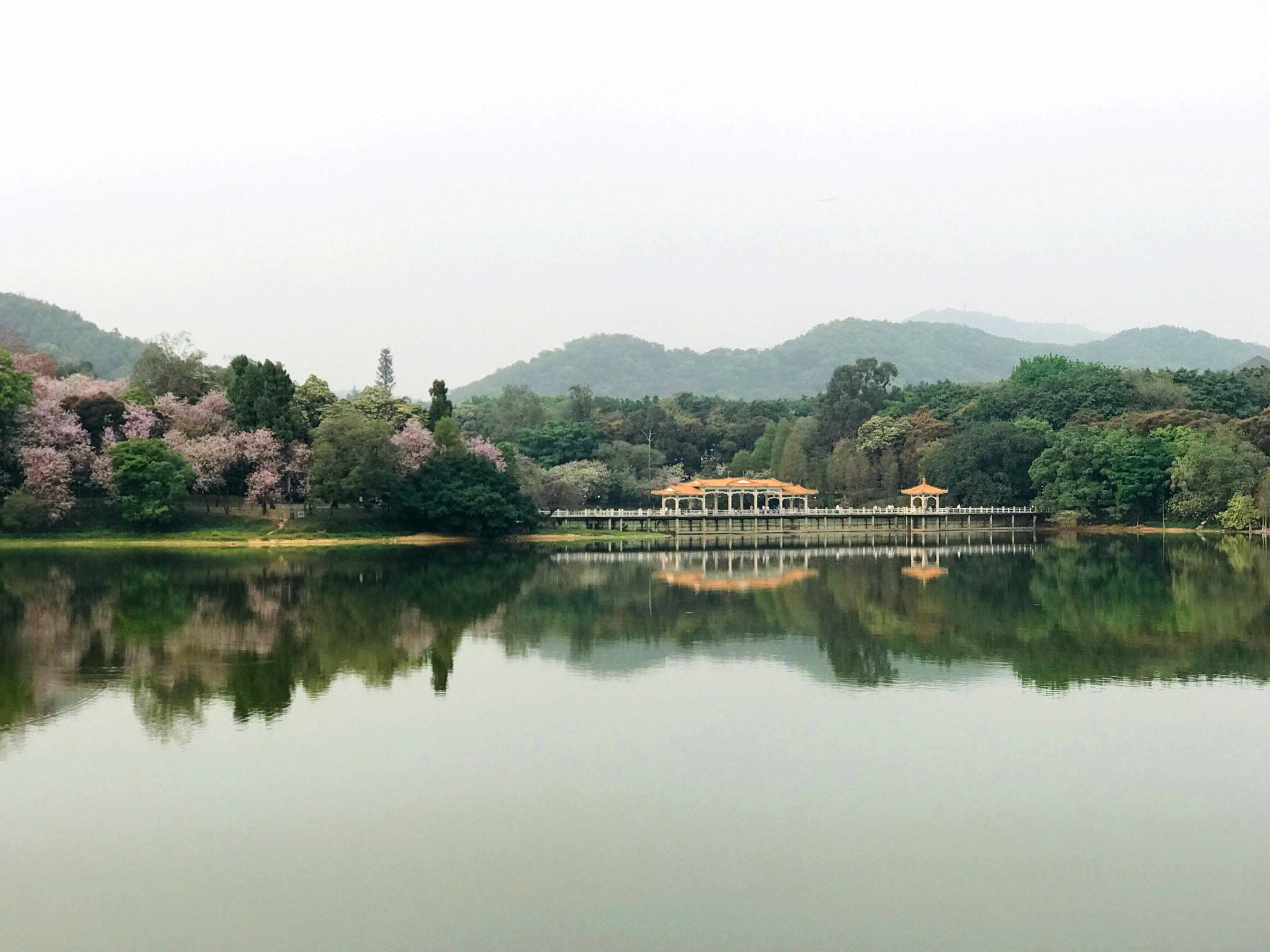 廣州流花湖 壁紙 — 在陰天之下，寧靜的湖面映照著盛開的櫻花樹和遠山。