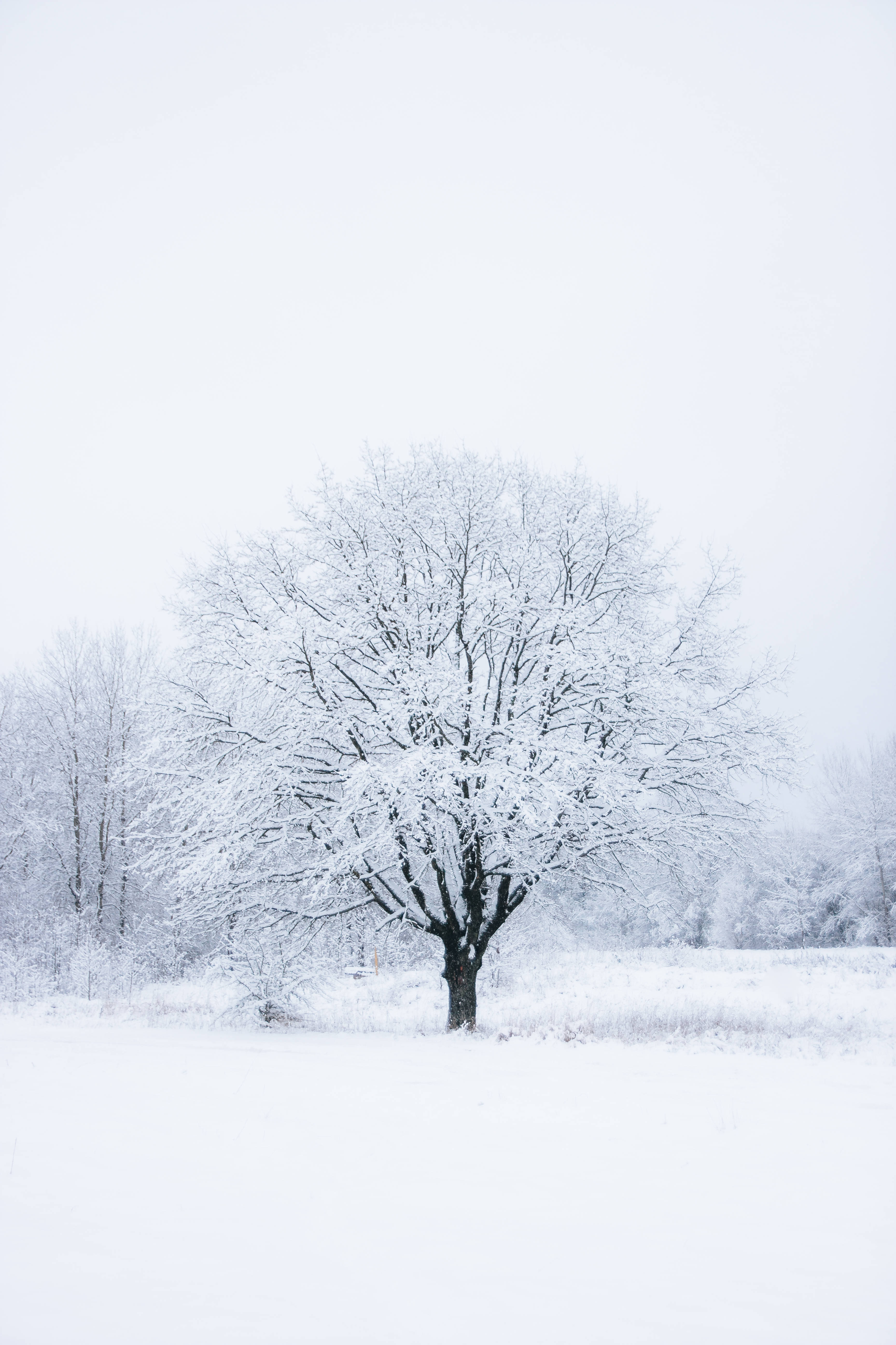 廣闊林間的壯麗白樹 壁紙 — 一棵孤獨的雪覆蓋的樹在寂靜的冰凍田野中，襯著蒼白的冬日天空，顯得格外醒目。