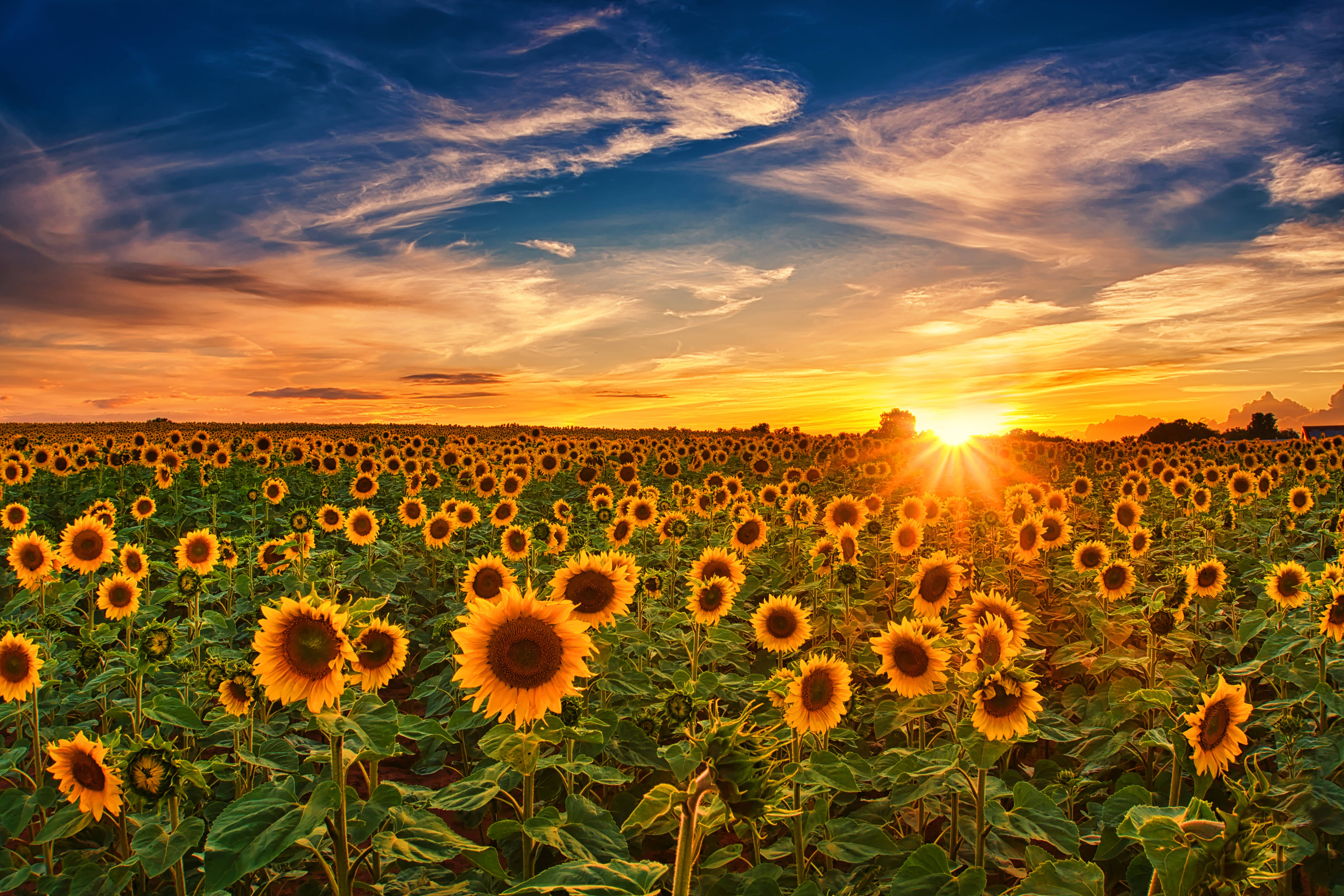 golden hour 桌布 壁紙 — 廣闊的向日葵田向著充滿活力的日落延伸，金色光線穿透戲劇性的橙色和藍色雲層。